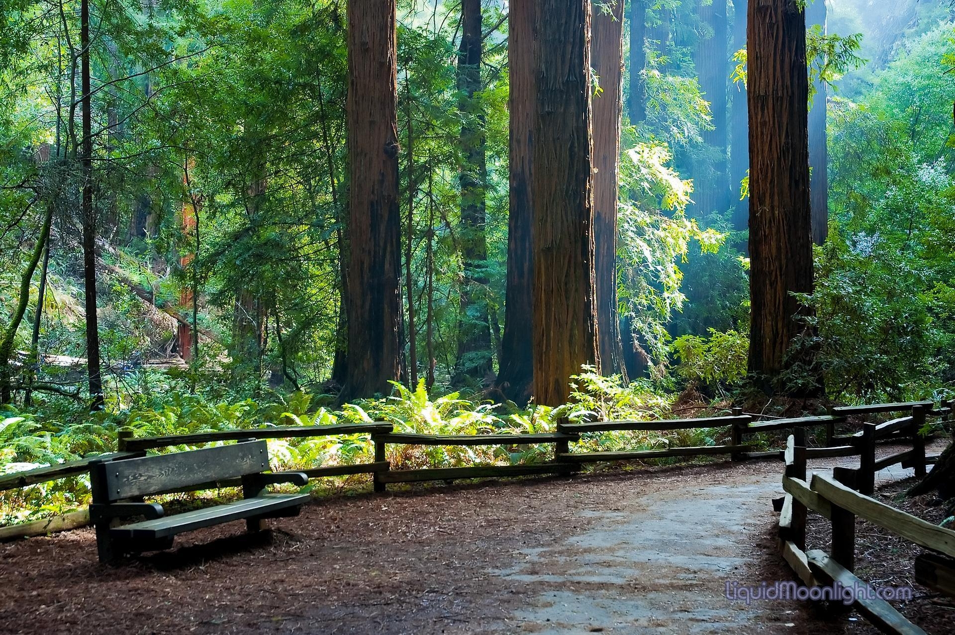 ミュアウッズ国定公園, 静かな場所, ウッズ国定記念物, カリフォルニア