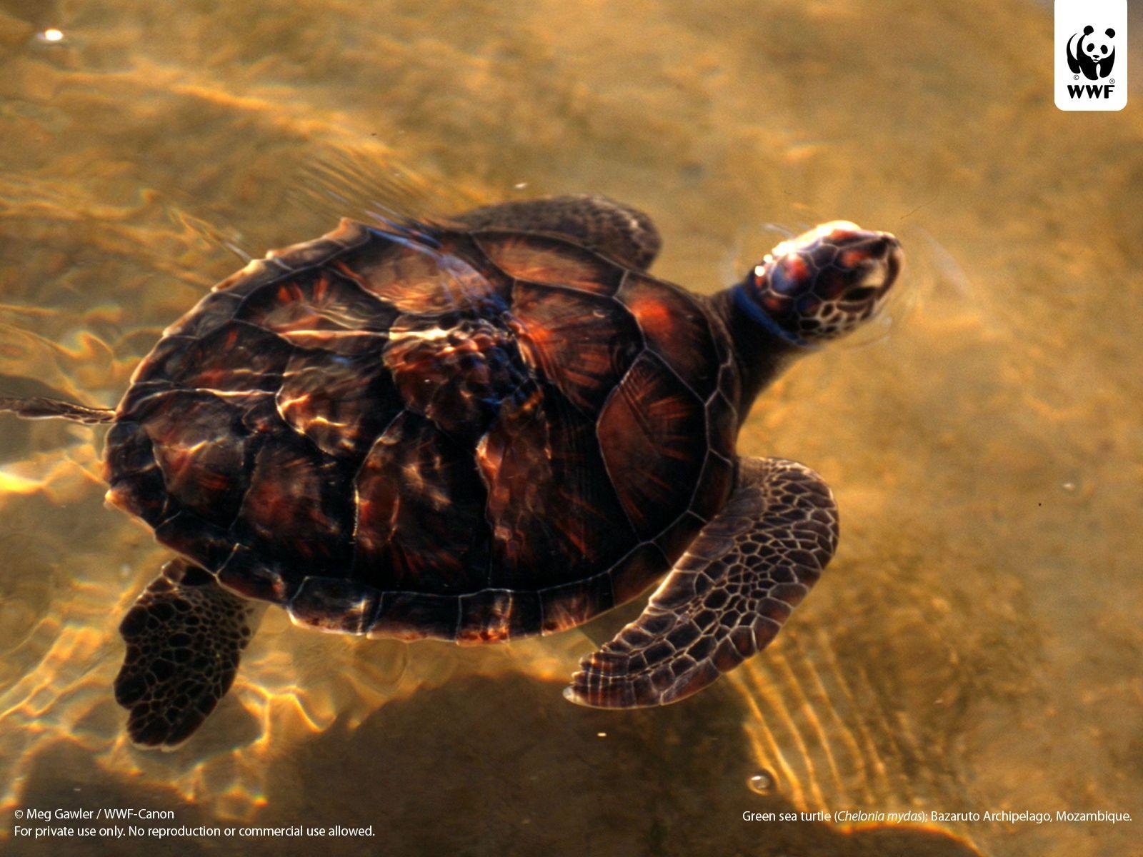 海洋カメ、モザンビーク、自然保護、海洋生物