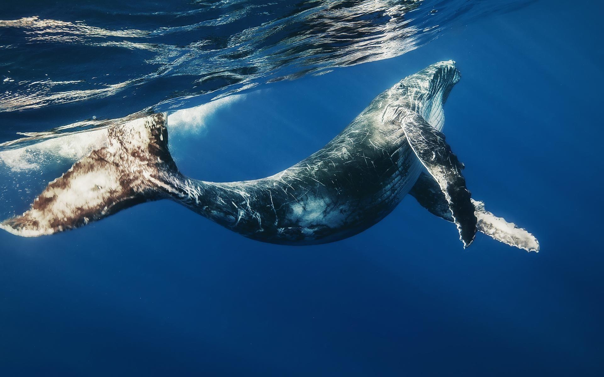 クジラ, フルHD壁紙, 1080p画像, 海洋動物