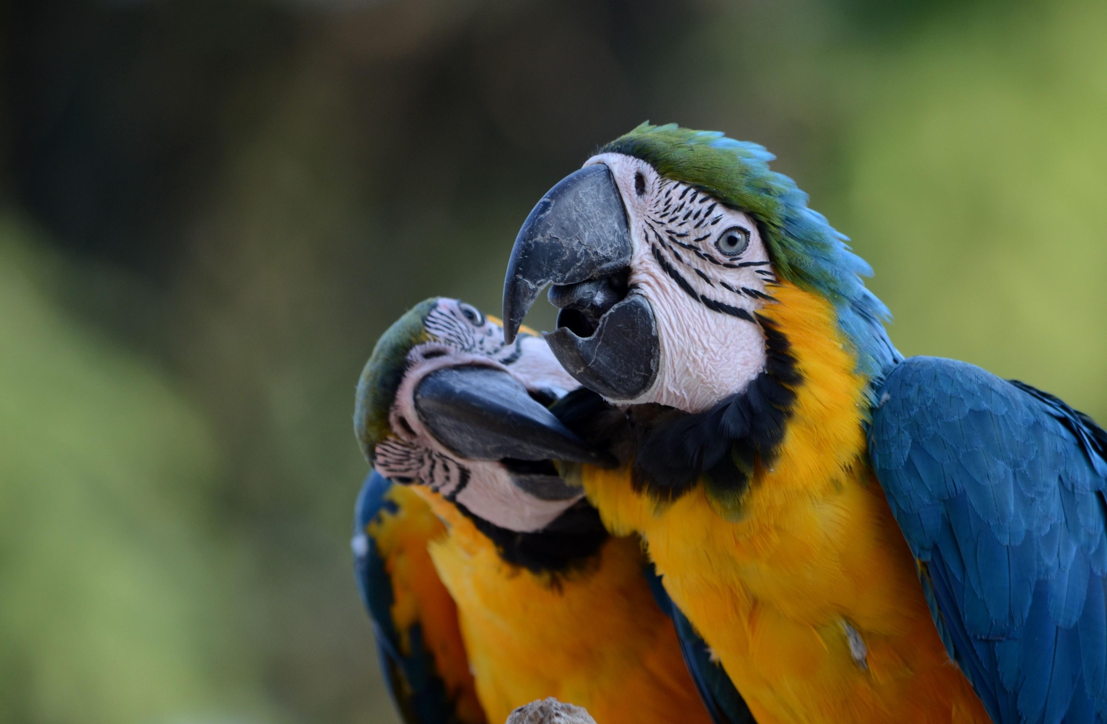 ブルーアンドイエローマコウ, 背景画像, 鮮やか, コンゴウインコ