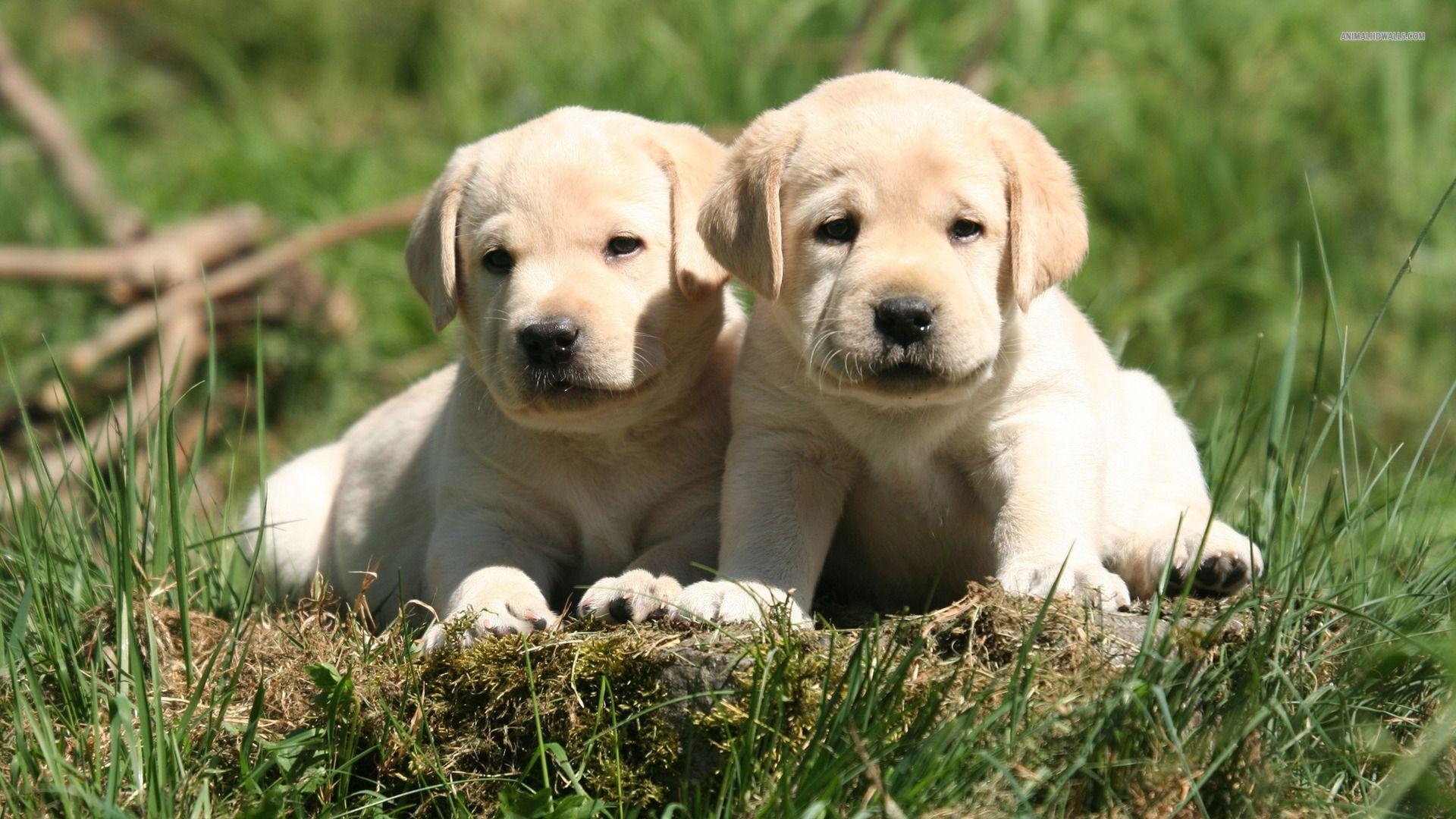 ラブラドール, 子犬, 壁紙, 可愛い