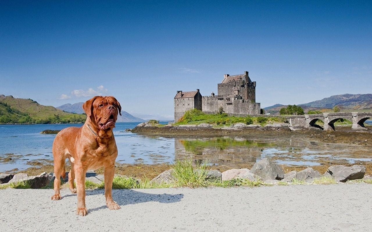 ドッグ・ドゥ・ボルドー, 犬, 城, 動物, ボルドー