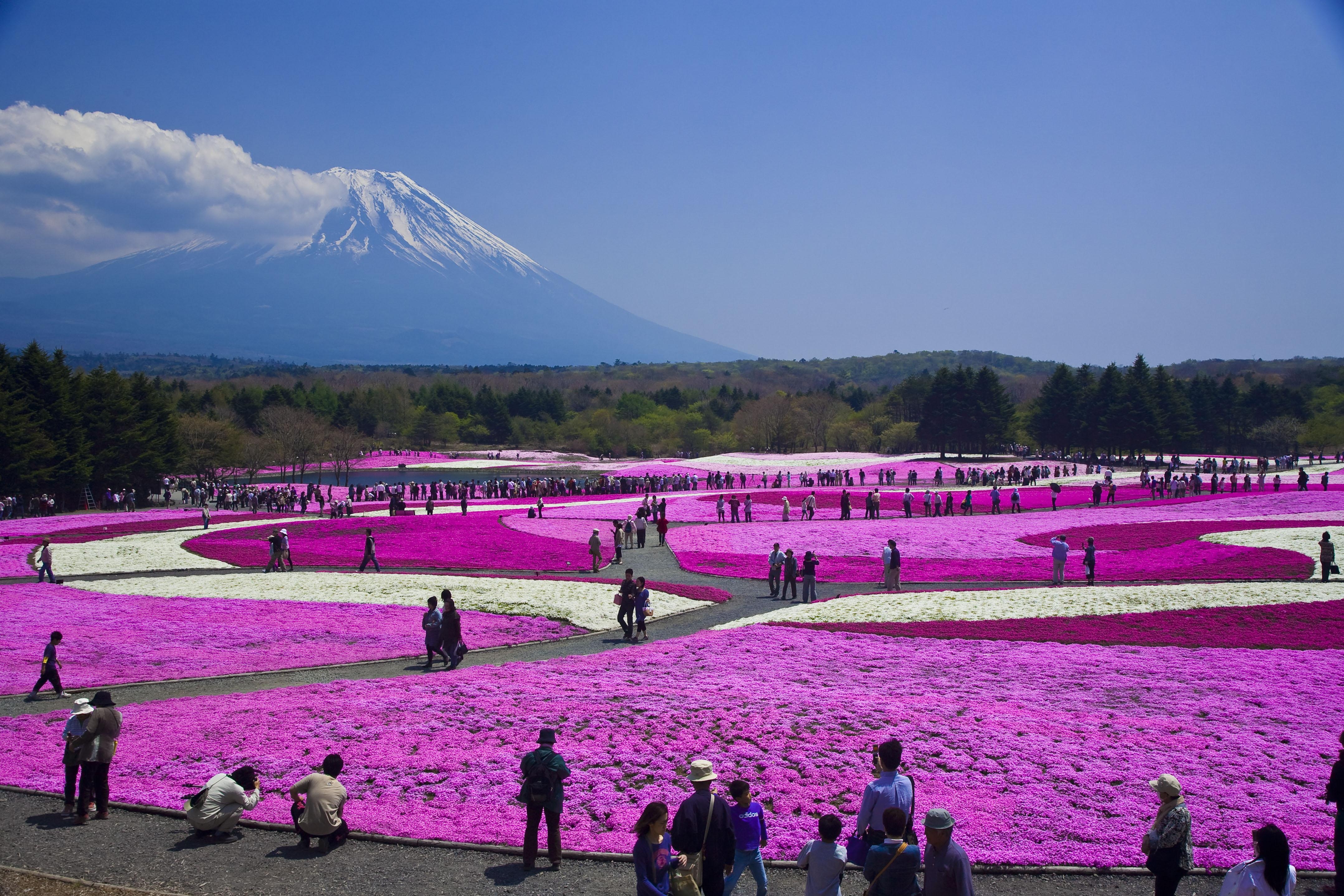 富士芝桜まつり, 芝桜フェスティバル, 春の花, 自然