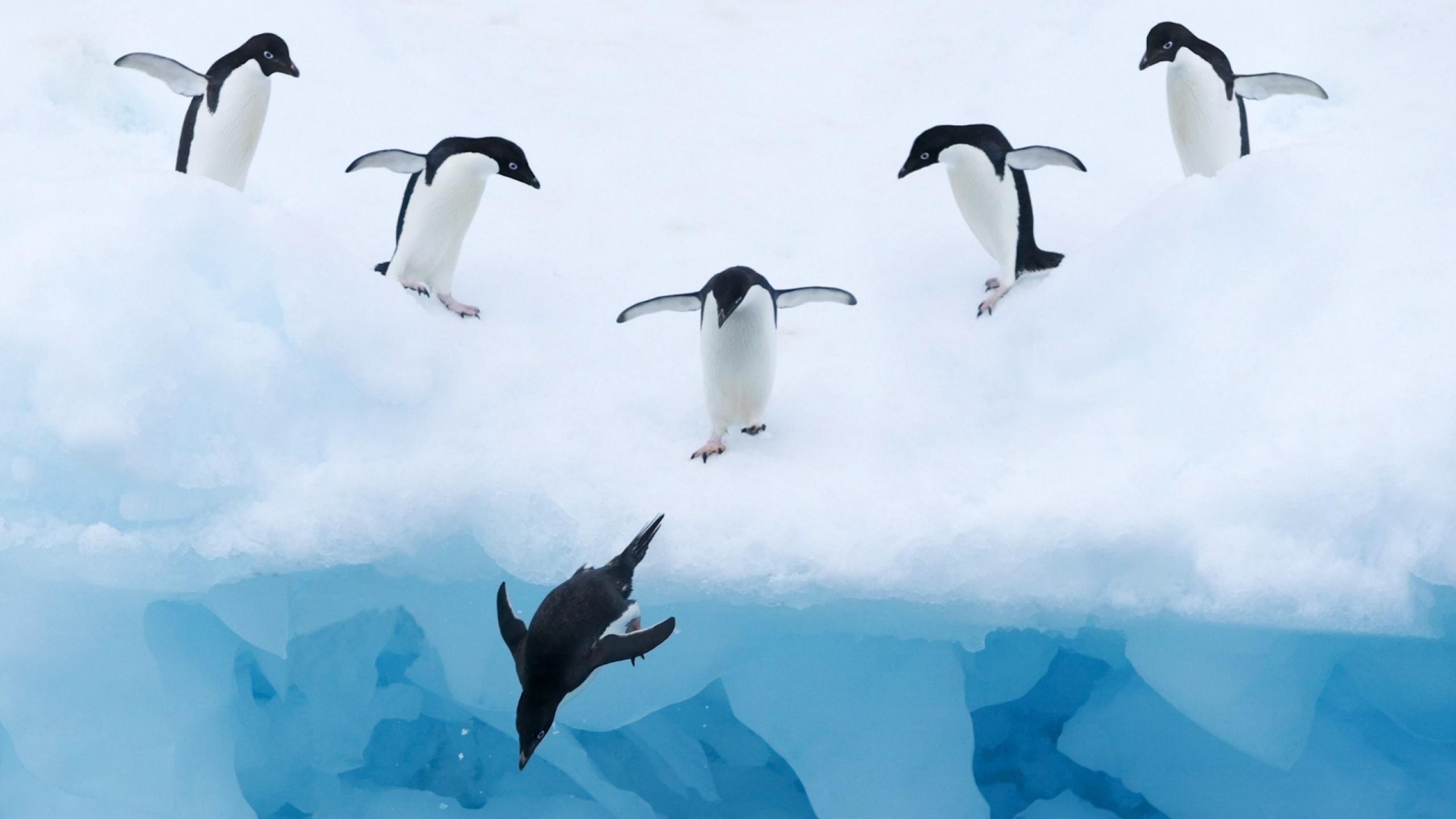 ペンギン, 南極, 鳥類, HD壁紙