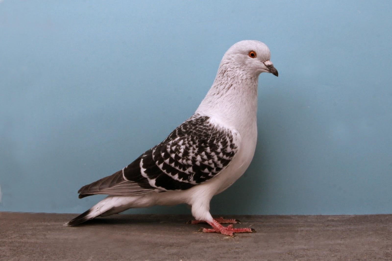 伝書鳩, 壁紙, 鳩の写真, 動物