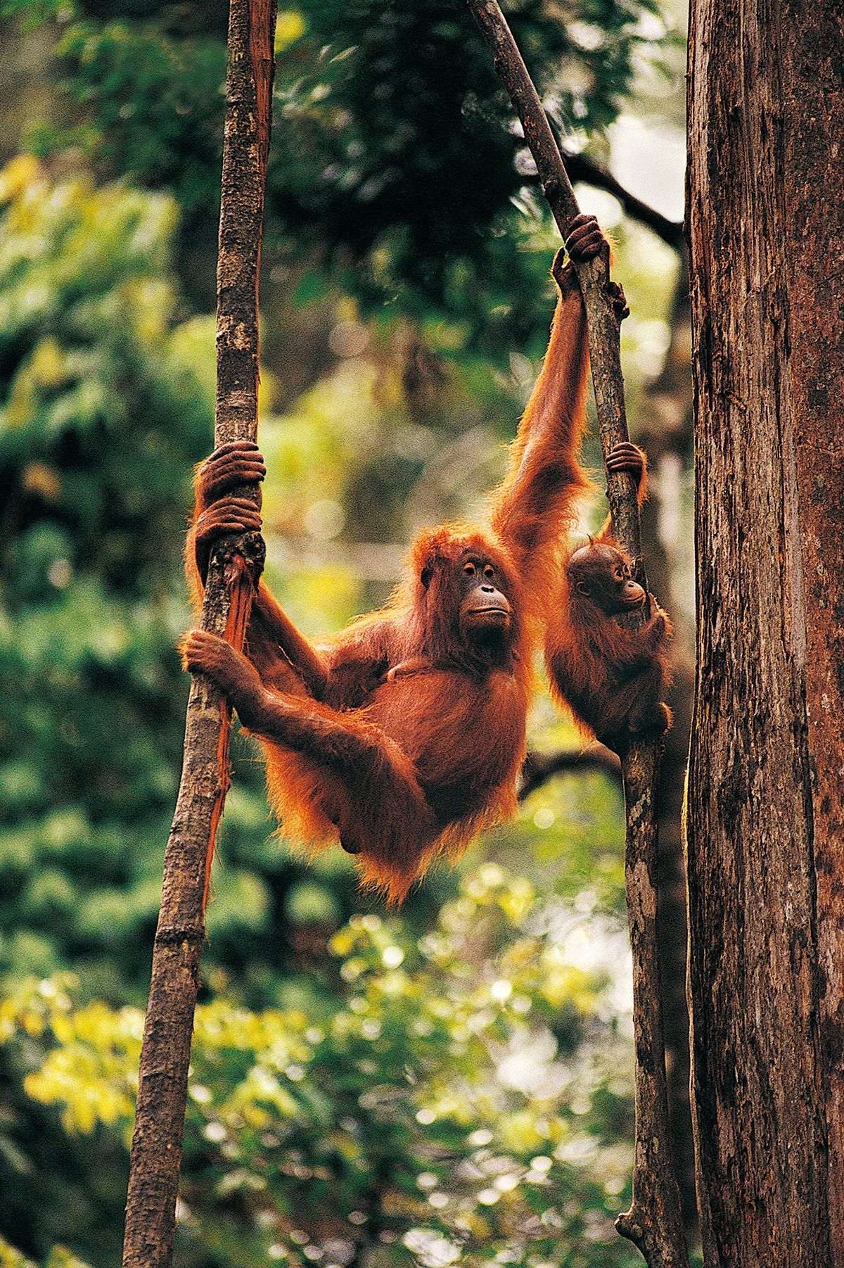 オランウータン, 森の登る, 樹の動物, 動物背景