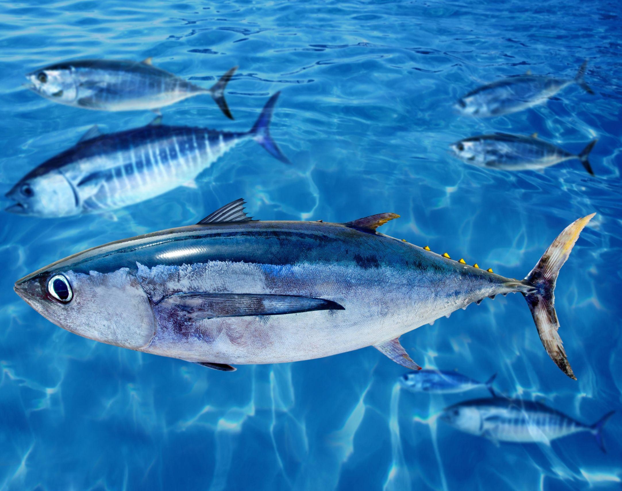 アルバコア, 海中写真, 壁紙