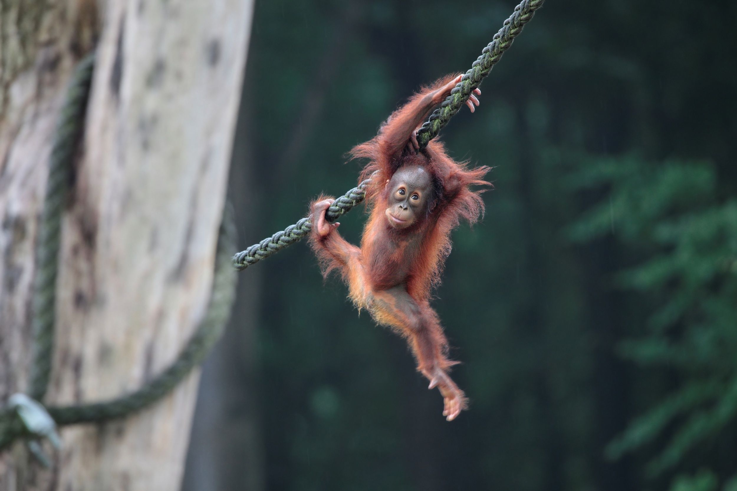 オランウータン, HD壁紙, 動物背景, 森の画像