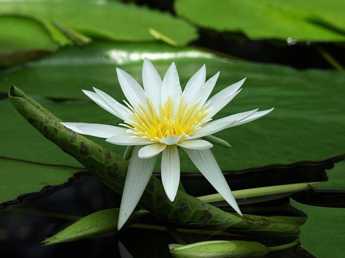 白いロータスフラワー, 花, 壁紙, 自然