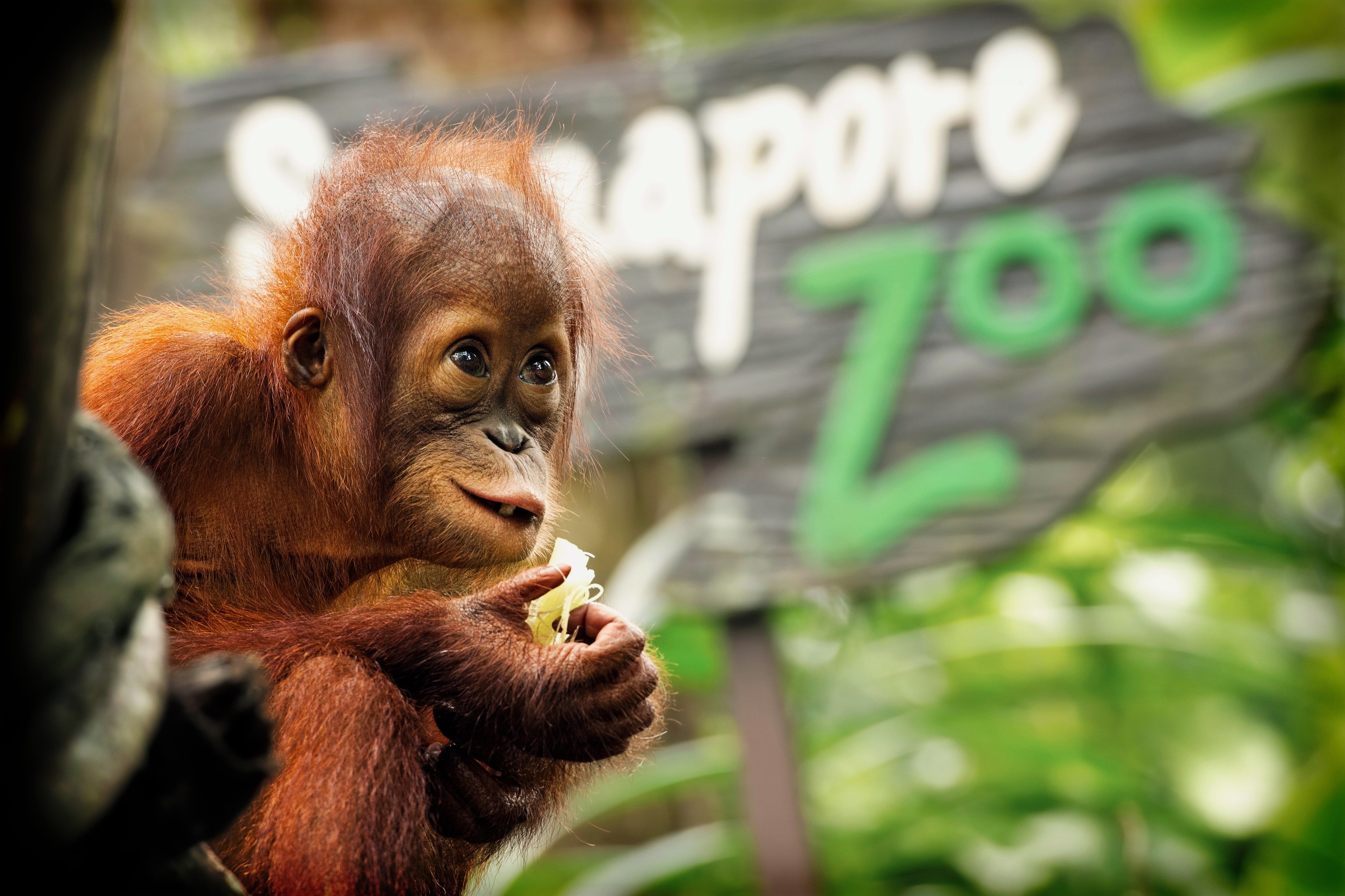 オランウータン, 4K Ultra HD, 高品質壁, 動物背景