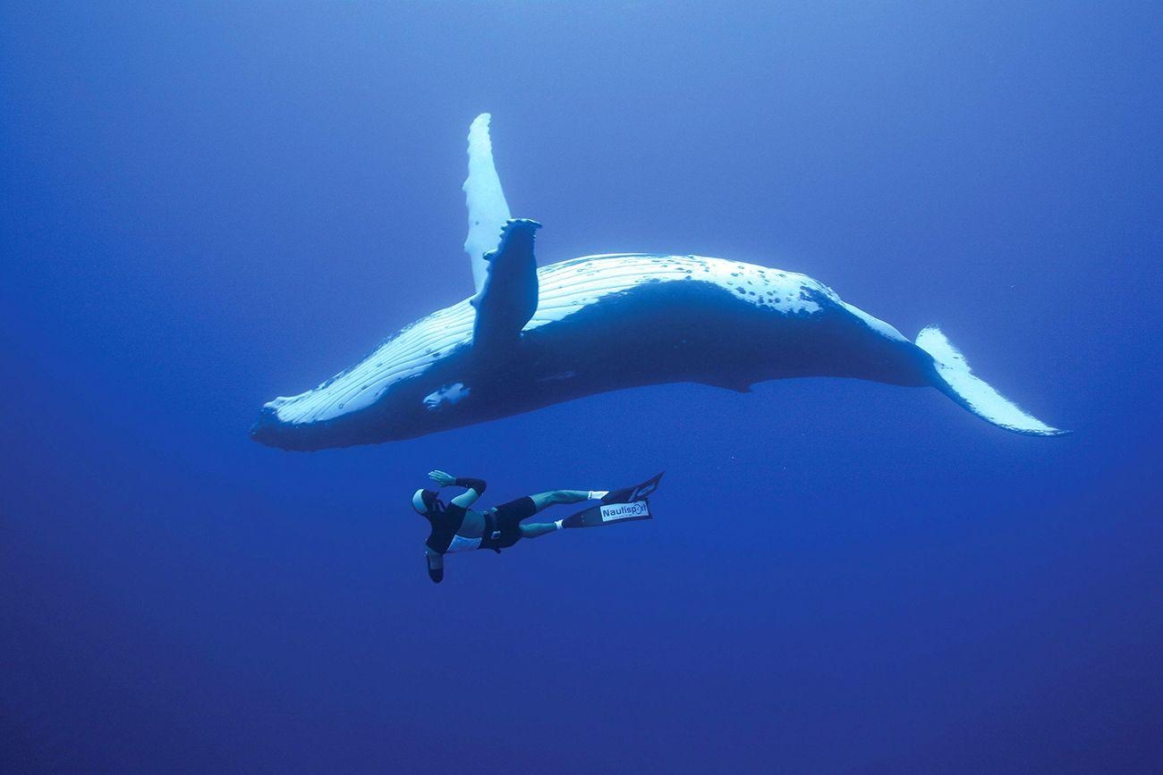 トンガ, クジラの冒険, バケツリスト, 海の王国