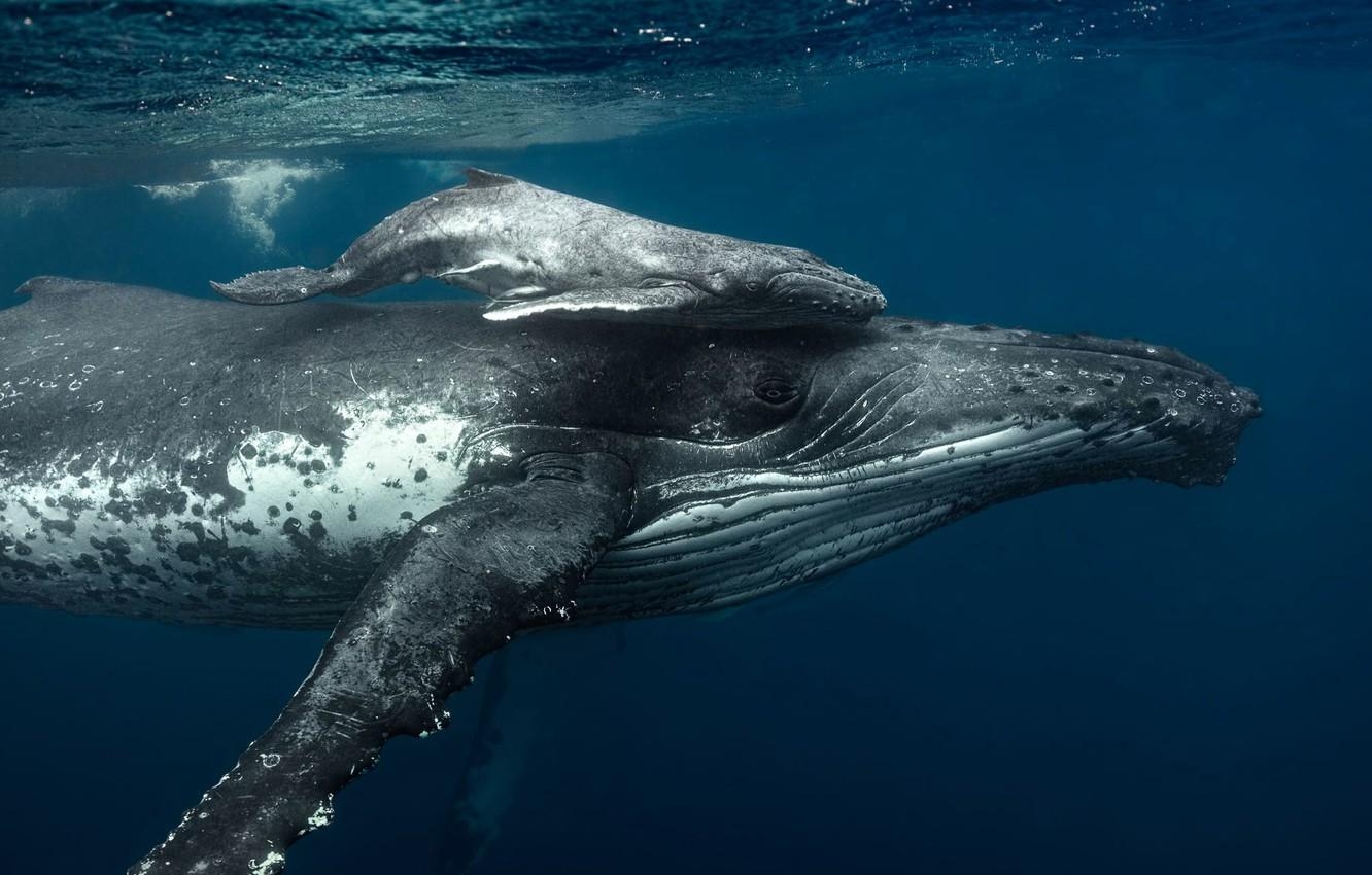 海, 海の家族, ザトウクジラ, 赤ちゃんクジラ, 壁紙