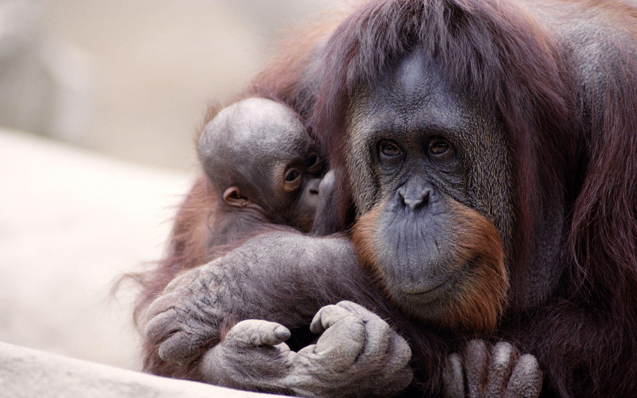 オランウータン, HD壁紙, 背景画像, 野生動物