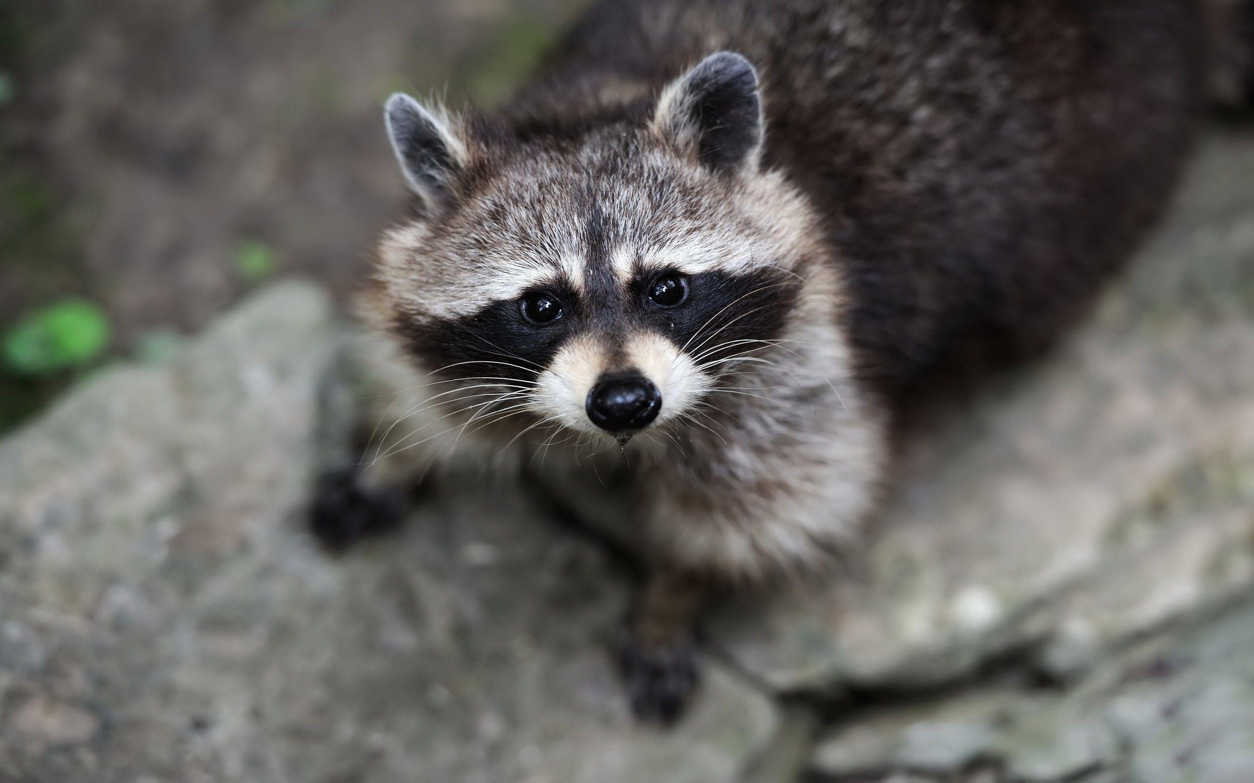 アライグマ野生動物, 壁紙HD, デスクトップ, モバイル