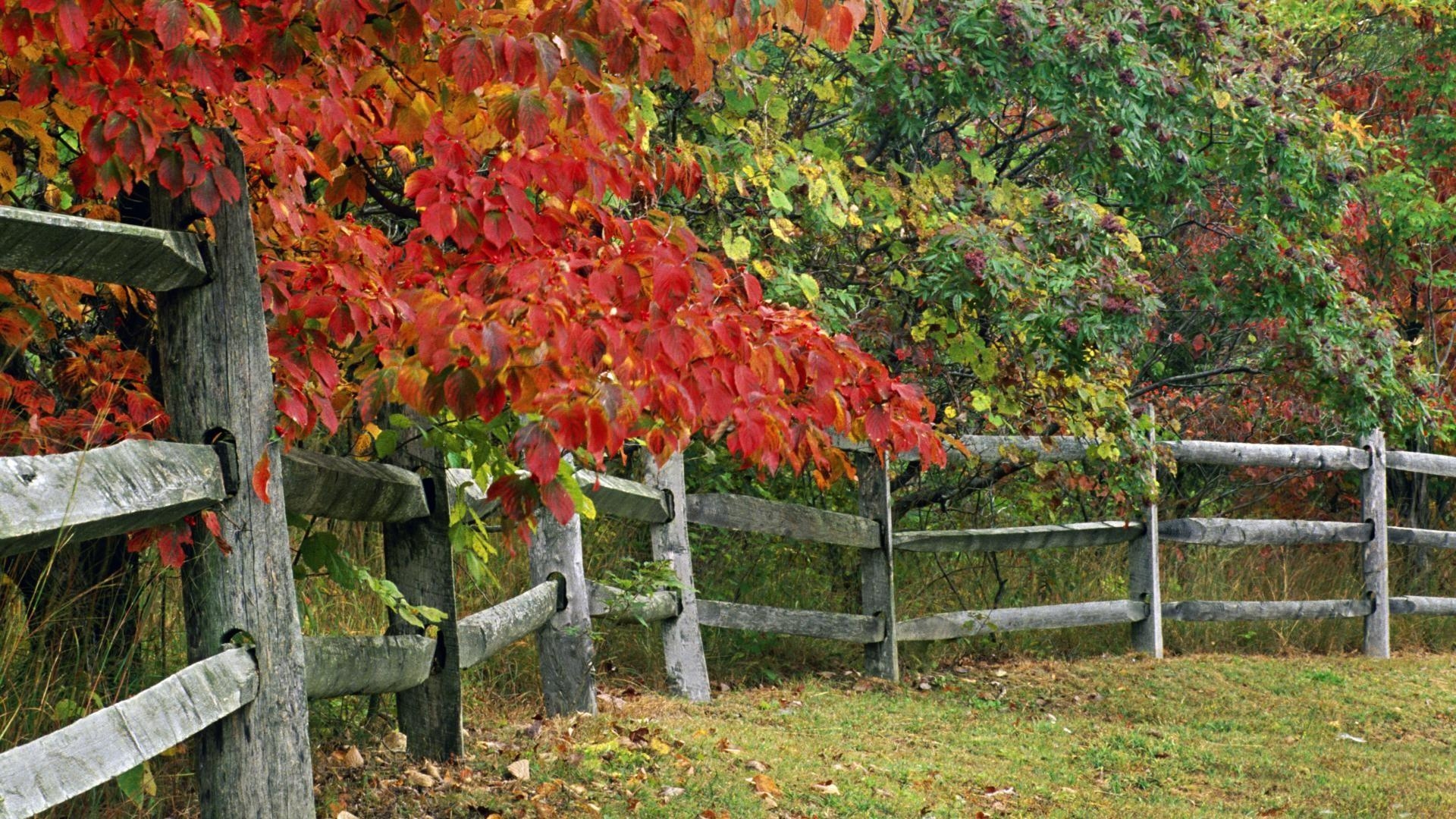 秋の公園, インディアナ州, 壁紙, 冬の風景