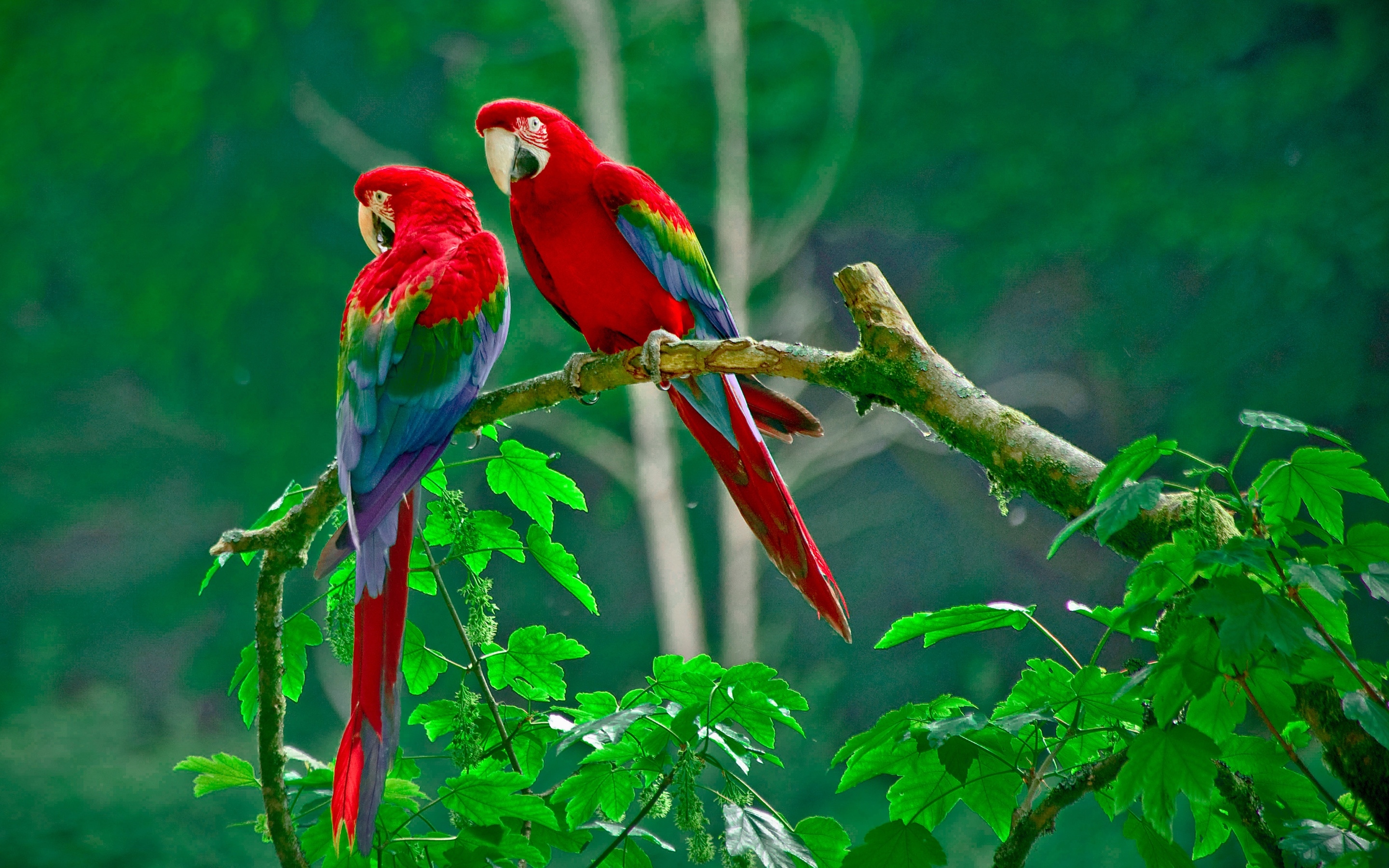 コンゴウインコ, 壁紙, 鮮やか, 高解像度