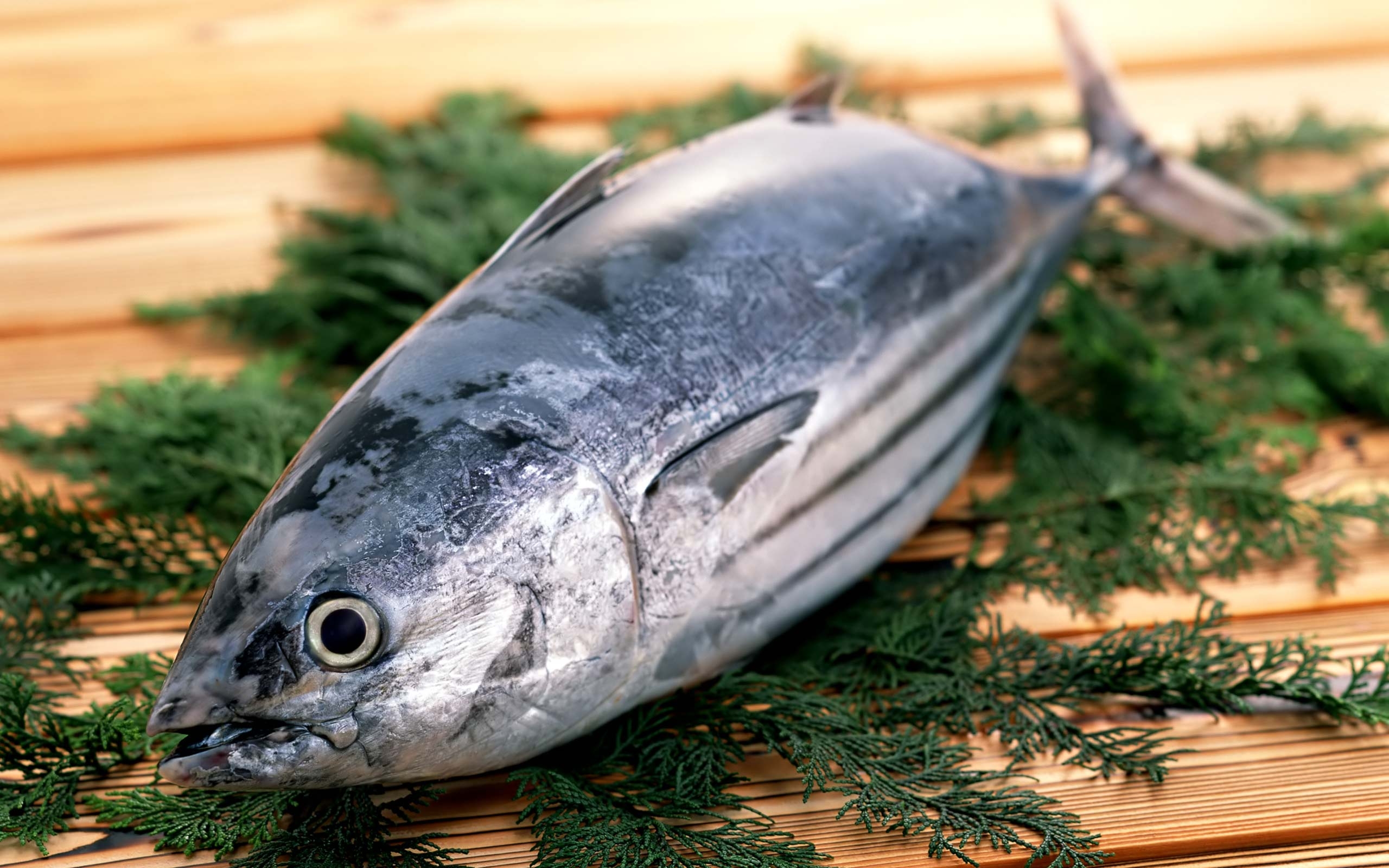 アトランティックボニート, 新鮮な魚, 写真