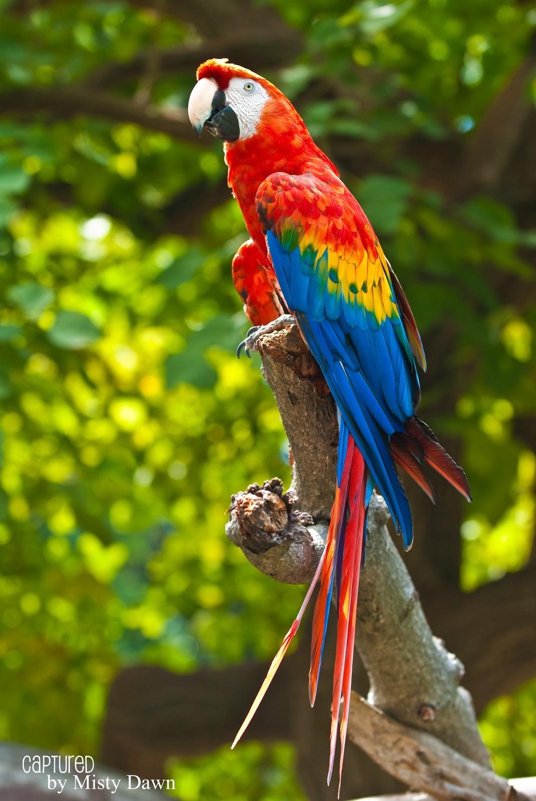 紅コンゴウインコ, プロファイル, 無料壁紙, 鮮やかな画像