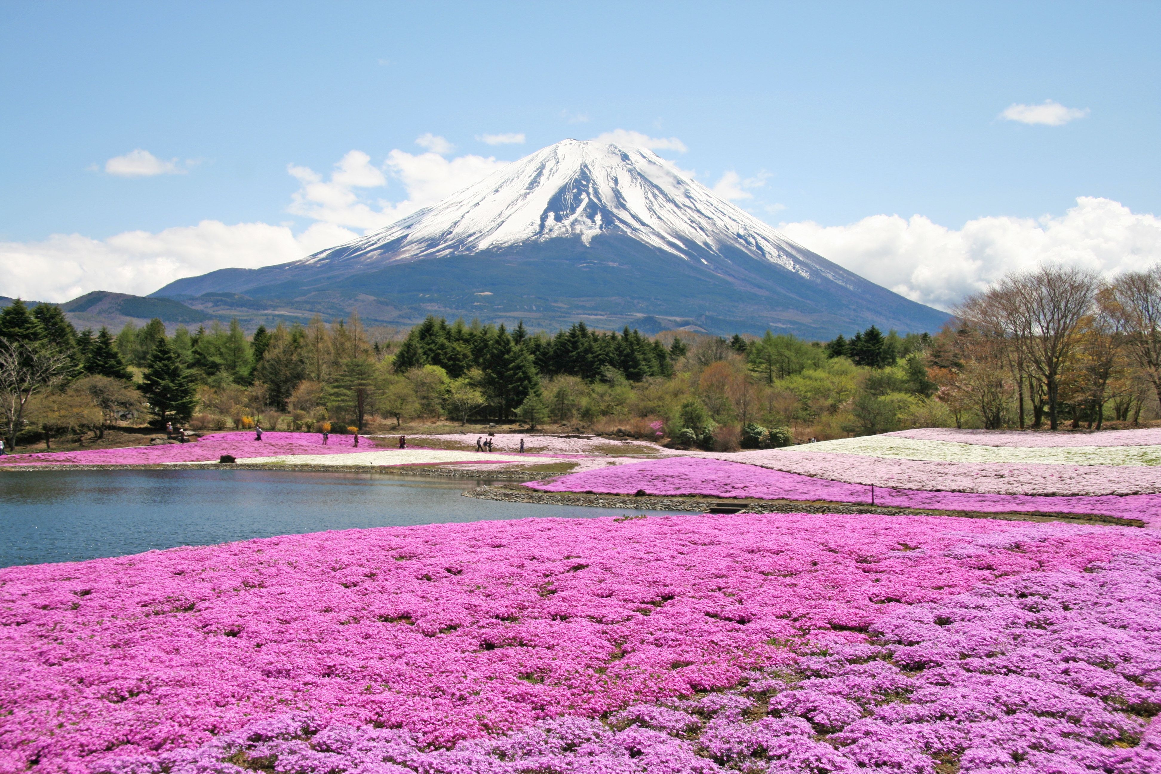 富士芝桜まつり, 豪華な花畑, 旅行, 観光名所