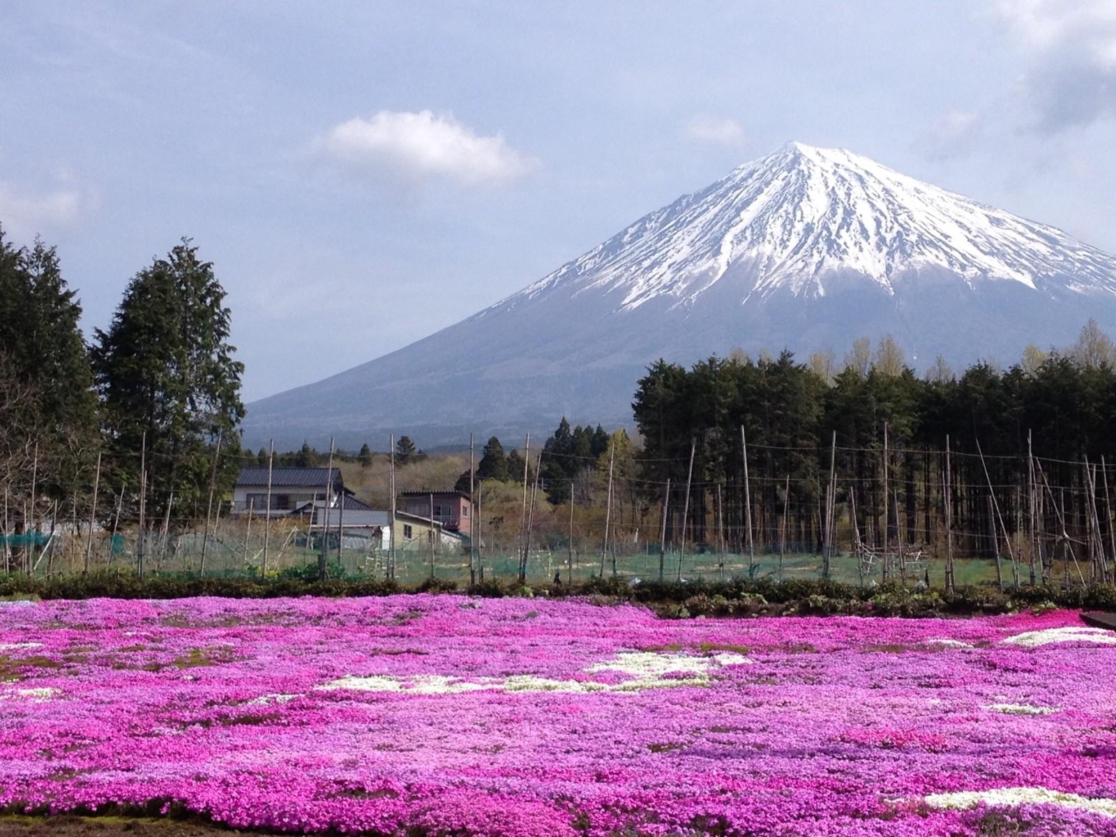 富士芝桜まつり, 富士山周辺, ベストスポット, 2019