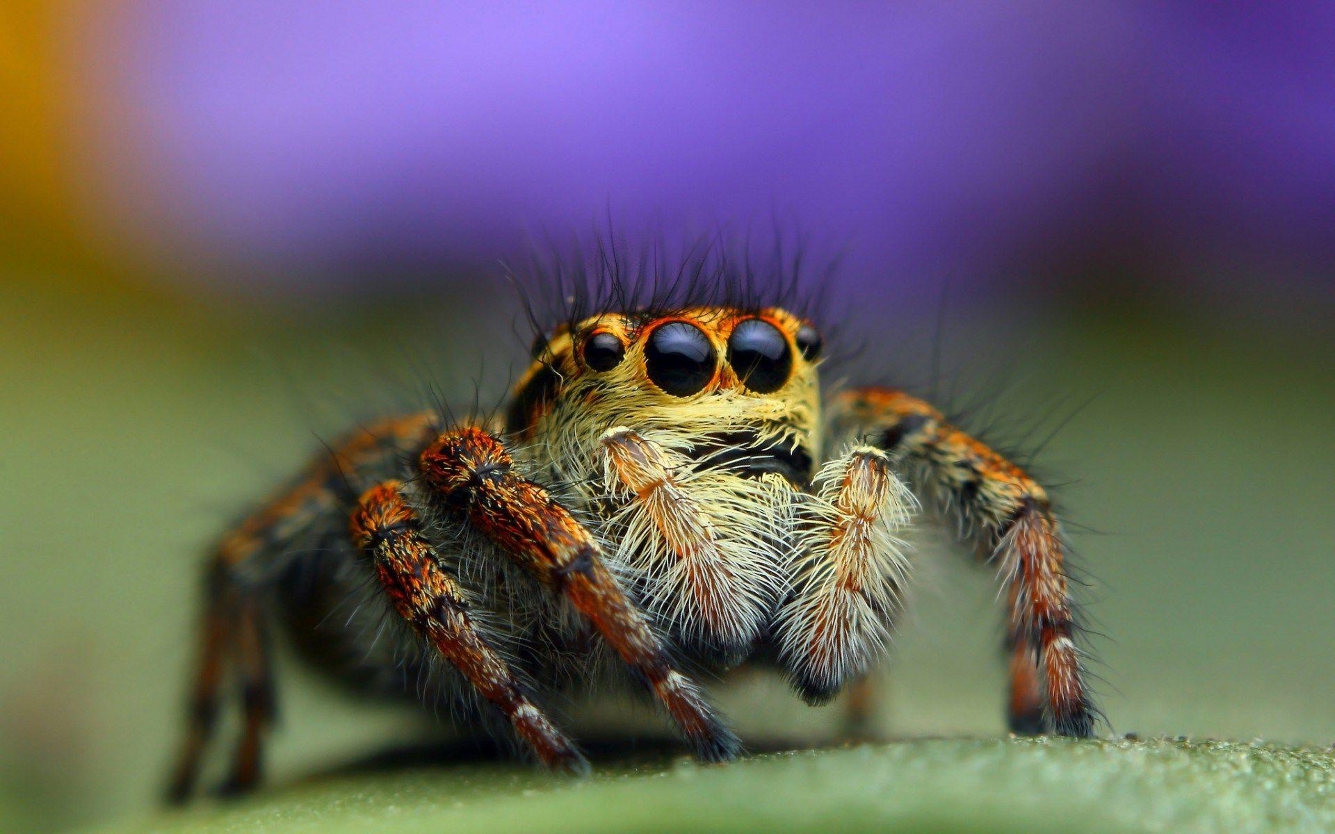 スパイダー, HD壁紙, 動物, 高解像度