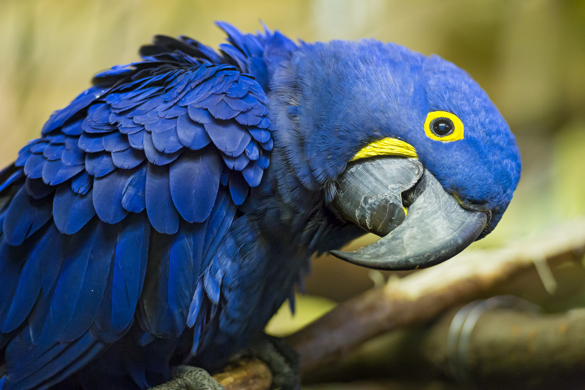 ヒアシンスコンゴウインコ, HD壁紙, 背景画像, 鮮やか