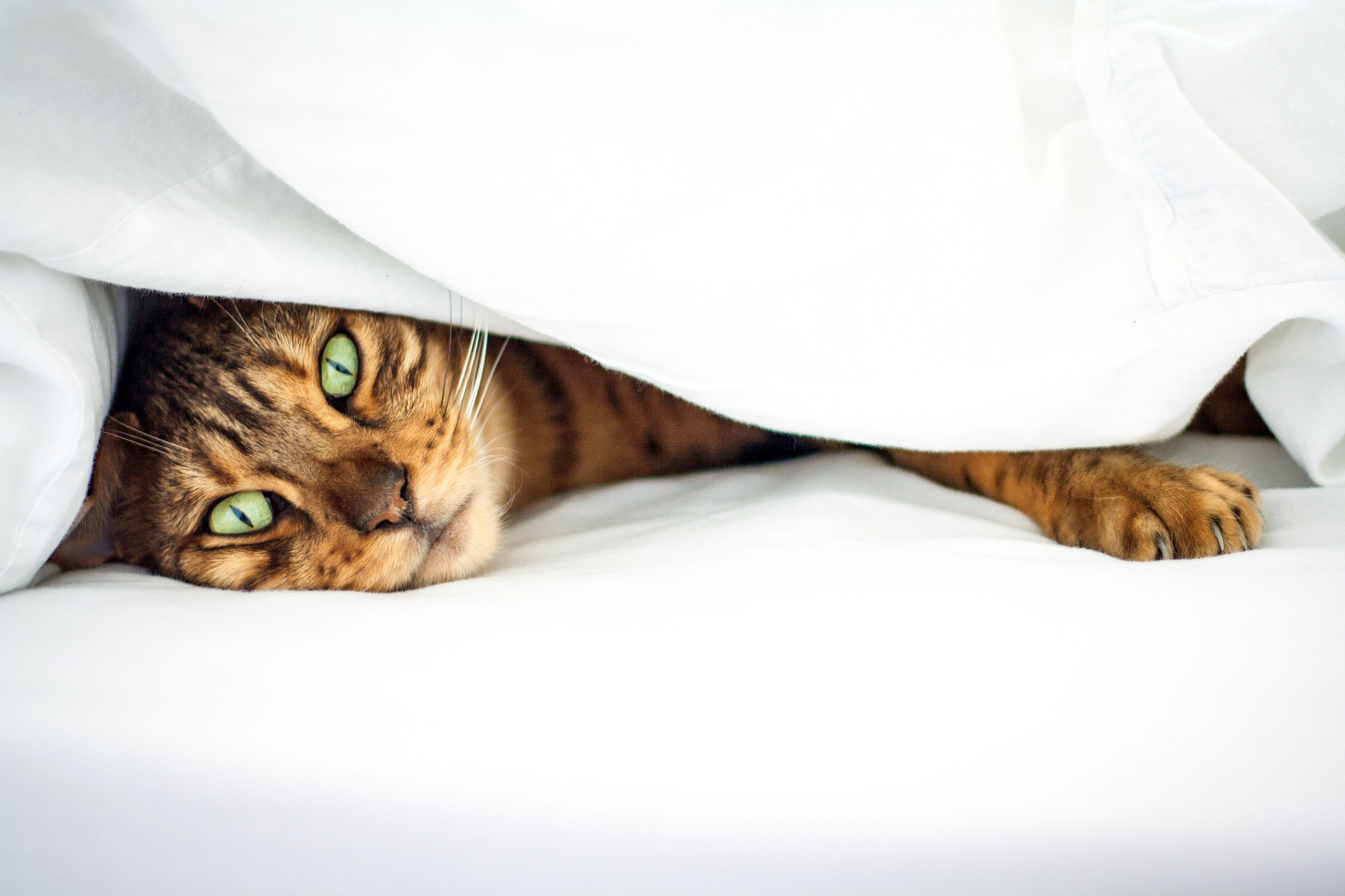 動物猫壁紙, HDデスクトップ, モバイル背景, ペット背景