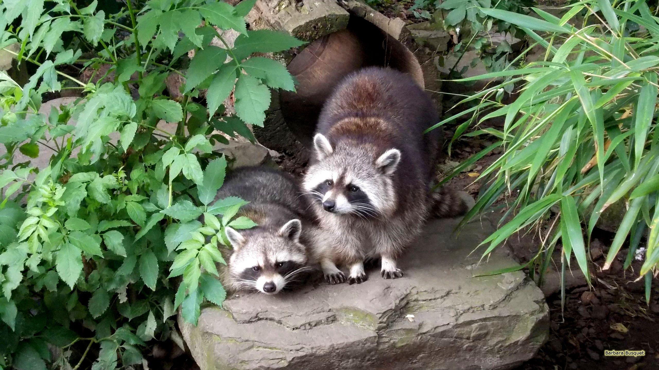 アライグマ, HD壁紙, 高解像度, 動物画像