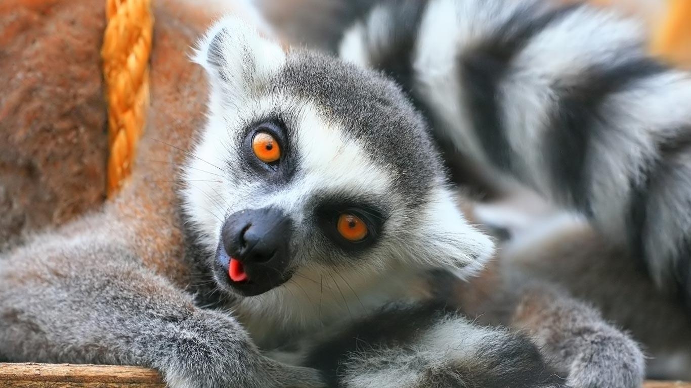 キツネザル 動物, lemur 壁紙, 自然, 写真