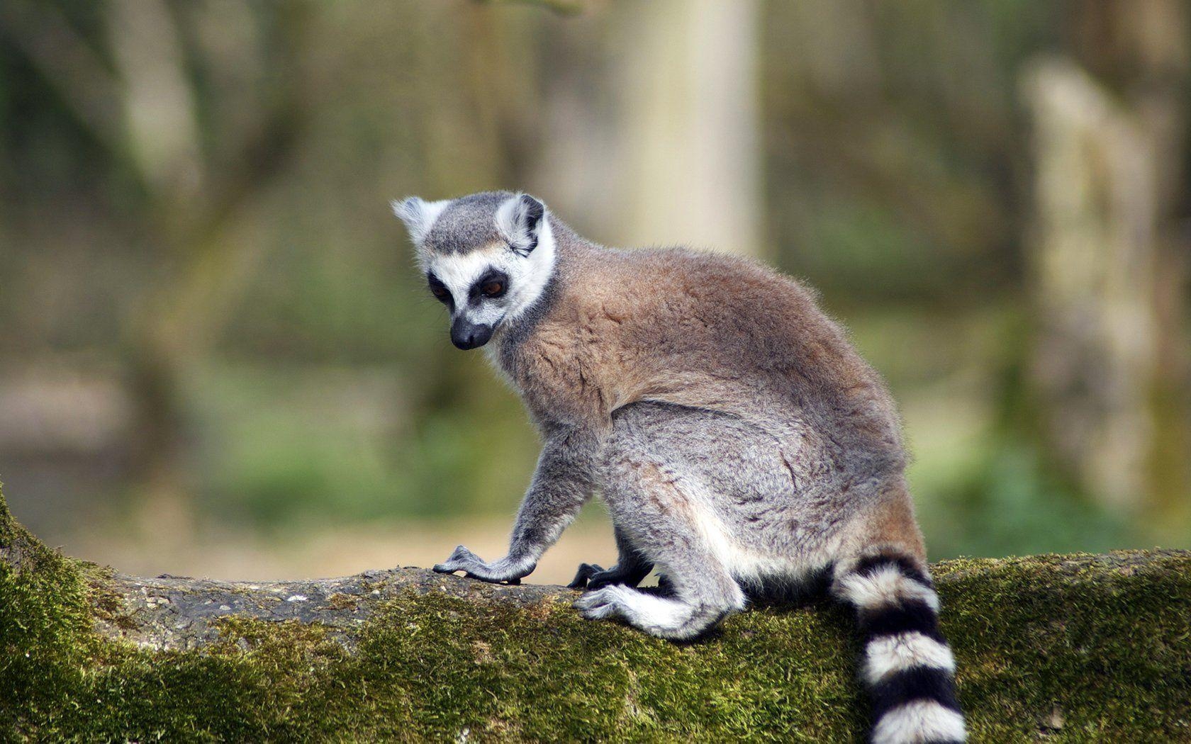 キツネザル 動物, lemur デスクトップ背景, HD, 風景