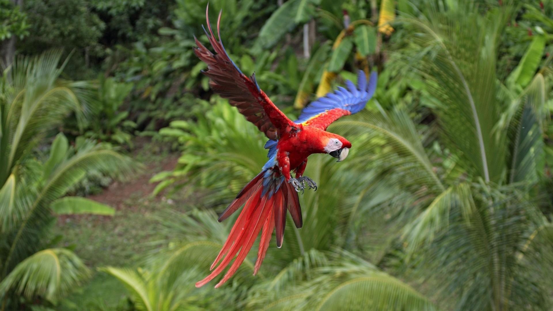 スカーレットマコウ, 飛行中の鳥, 壁紙, コンゴウインコ