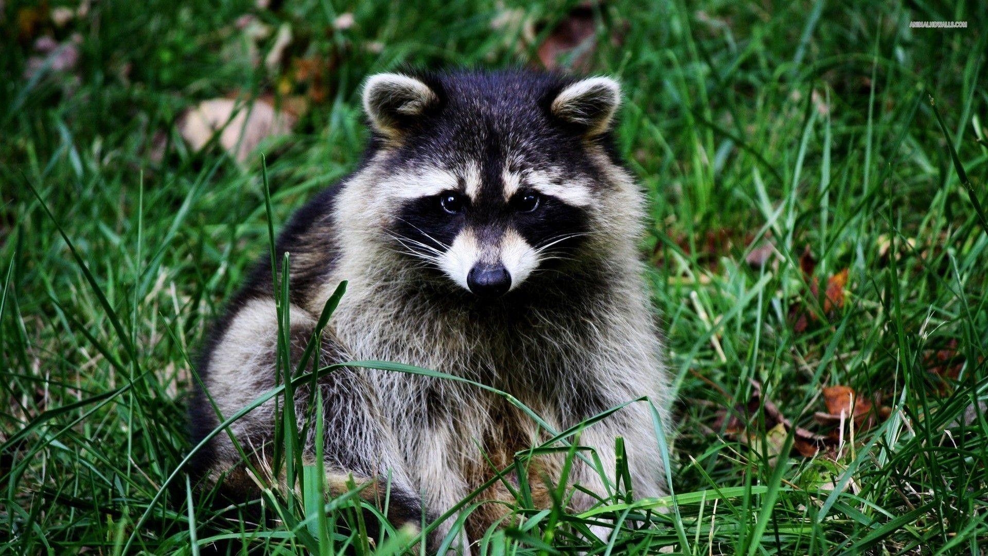 アライグマ壁紙, バックグラウンド, ピクチャー, イメージ