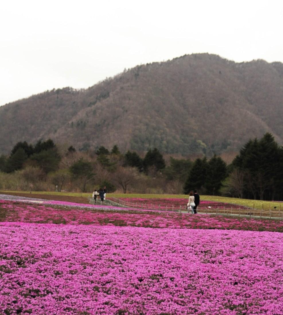 富士芝桜まつり, 日本旅行ブログ, 2015年, 富士山