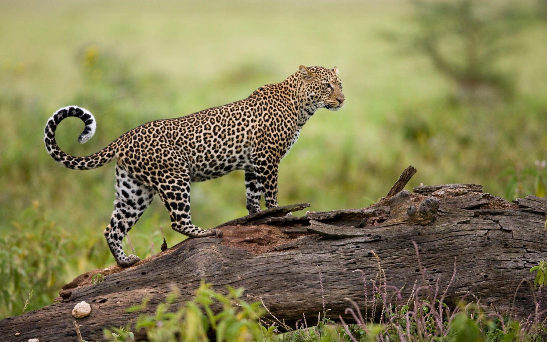 ケニアのヒョウ, デスクトップ壁紙, モバイル背景, HD