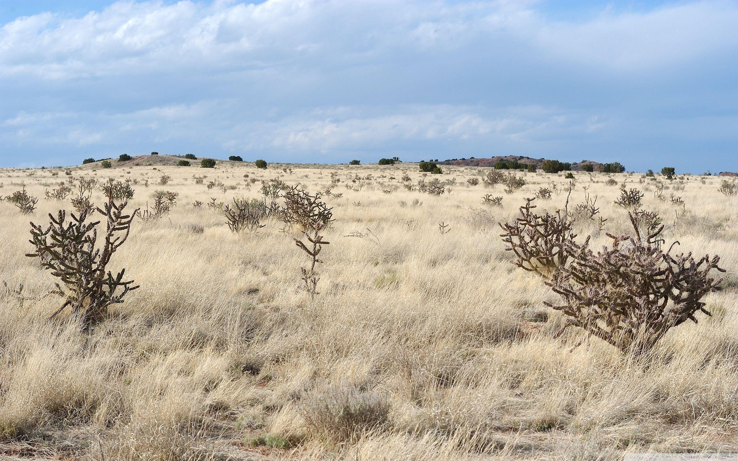 風景、HDデスクトップ、ニューメキシコ、自然