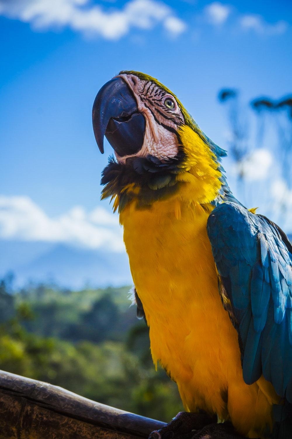 コンゴウインコ, 画像HD, 無料ダウンロード, 鮮やかな背景