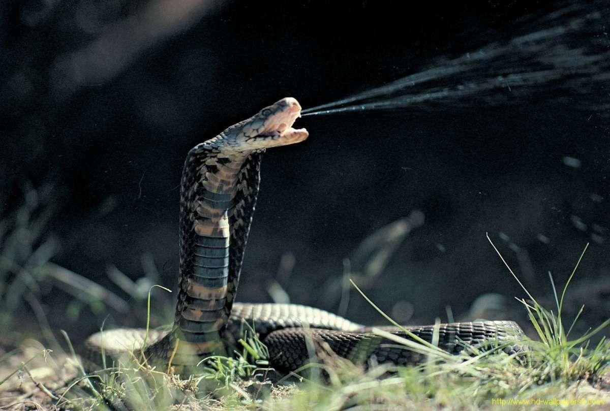 コブラ、壁紙、モザンビーク、動物