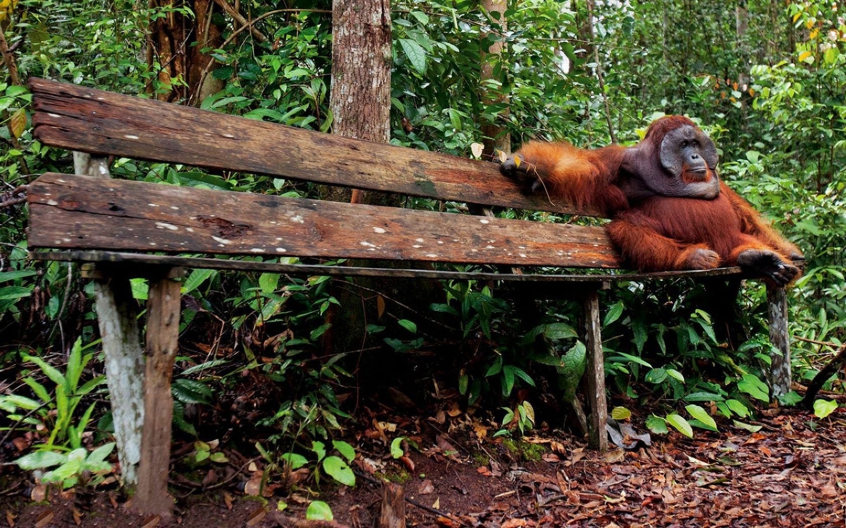 オランウータン, HD壁紙, 動物背景, 美しい風景