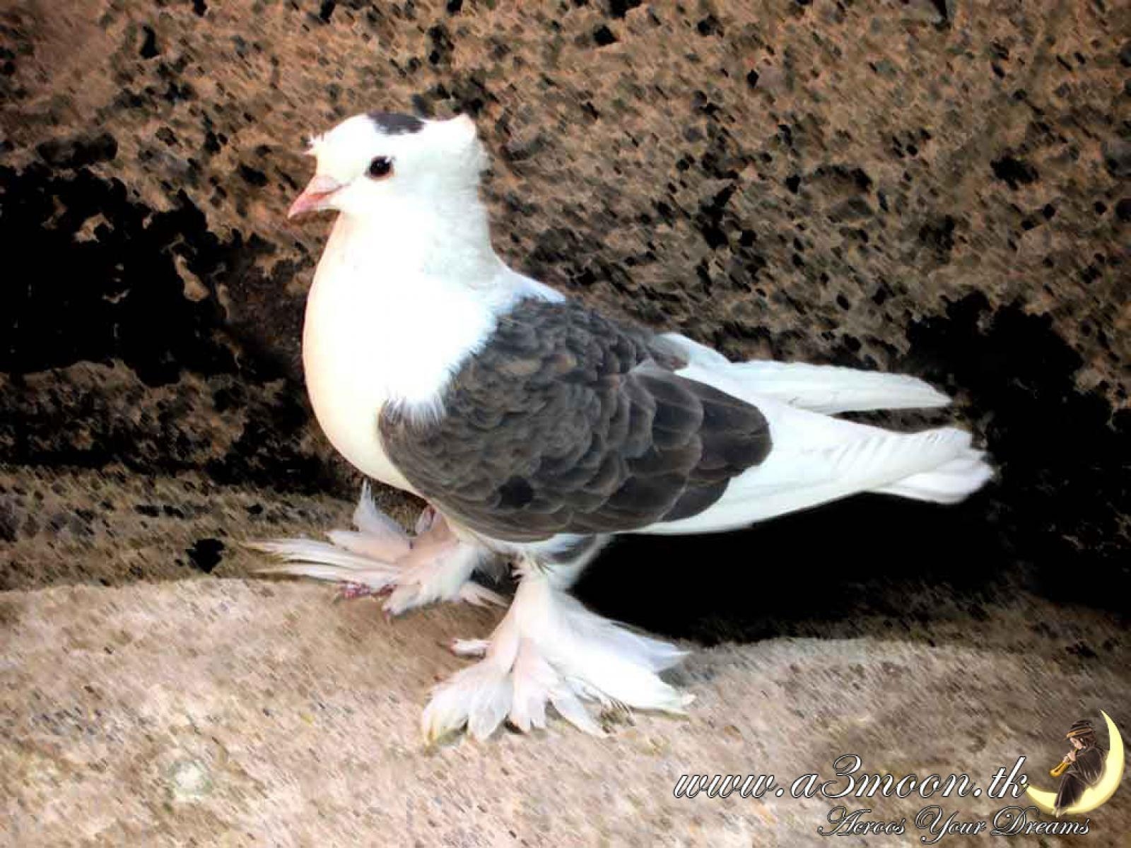 ハト, 壁紙, 鳩の壁飾り, 動物壁紙