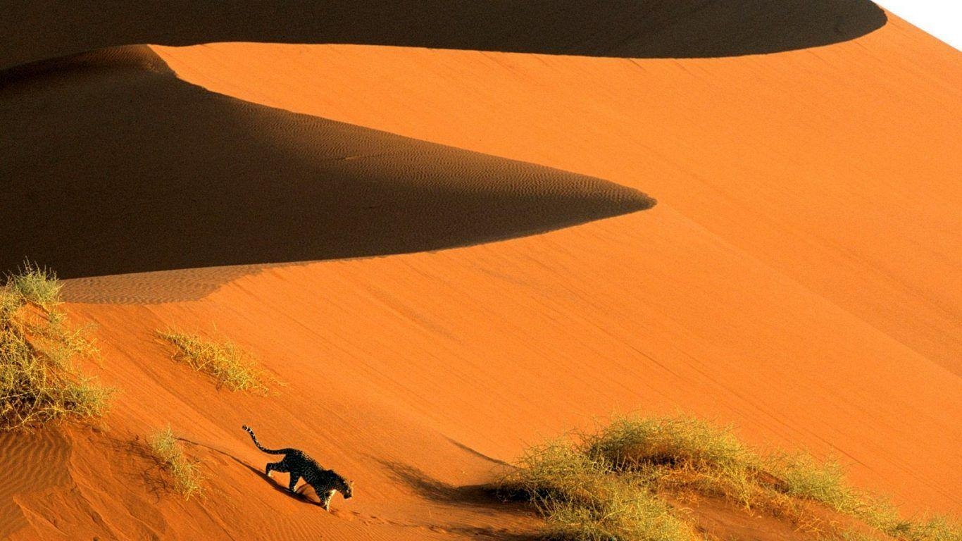 ナミビア赤砂漠、ツリー、夕焼け