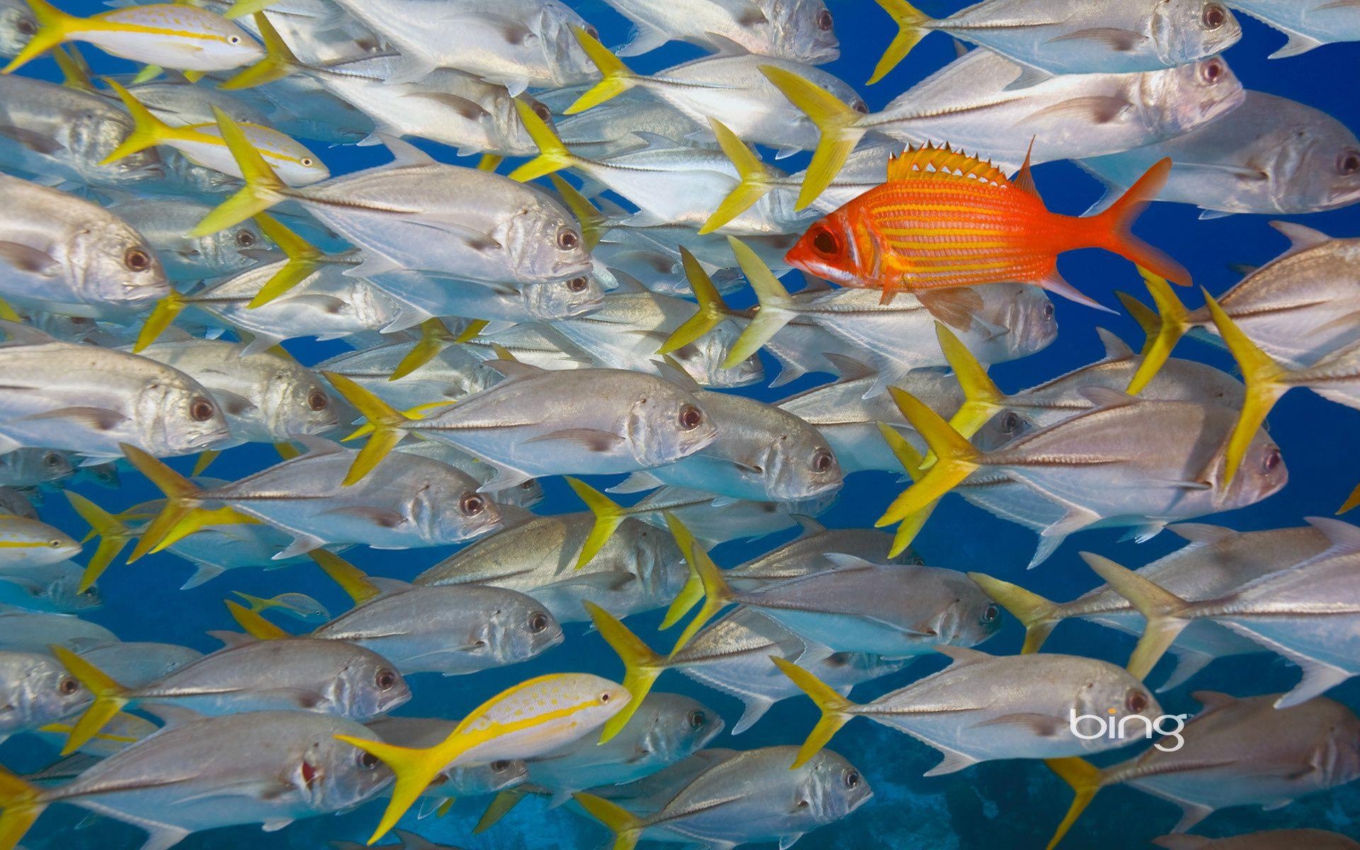 Bing, 水中魚, マグロ, 魚の群れ