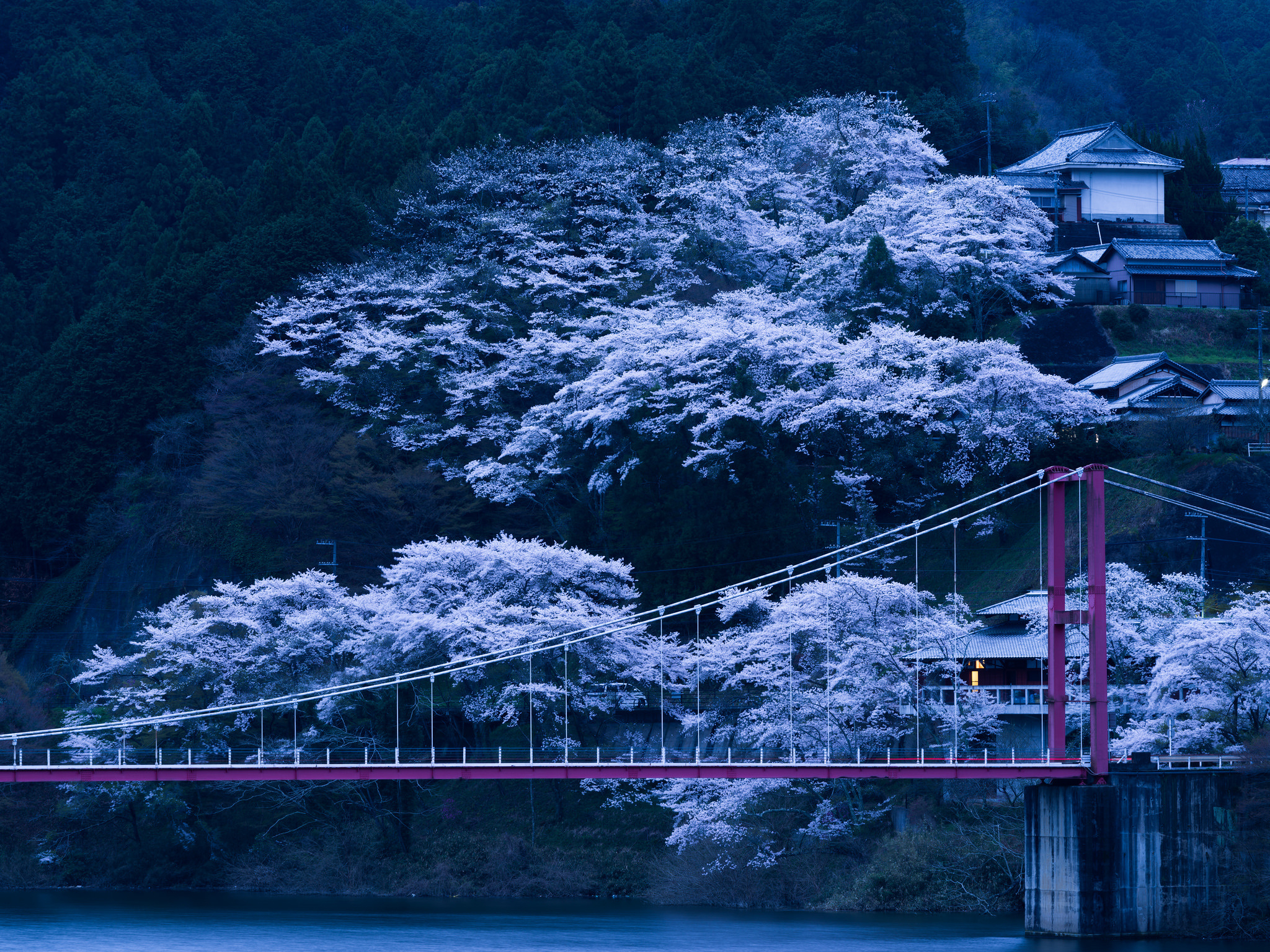 日本橋, 桜, 夜景, 2048x1536 背景