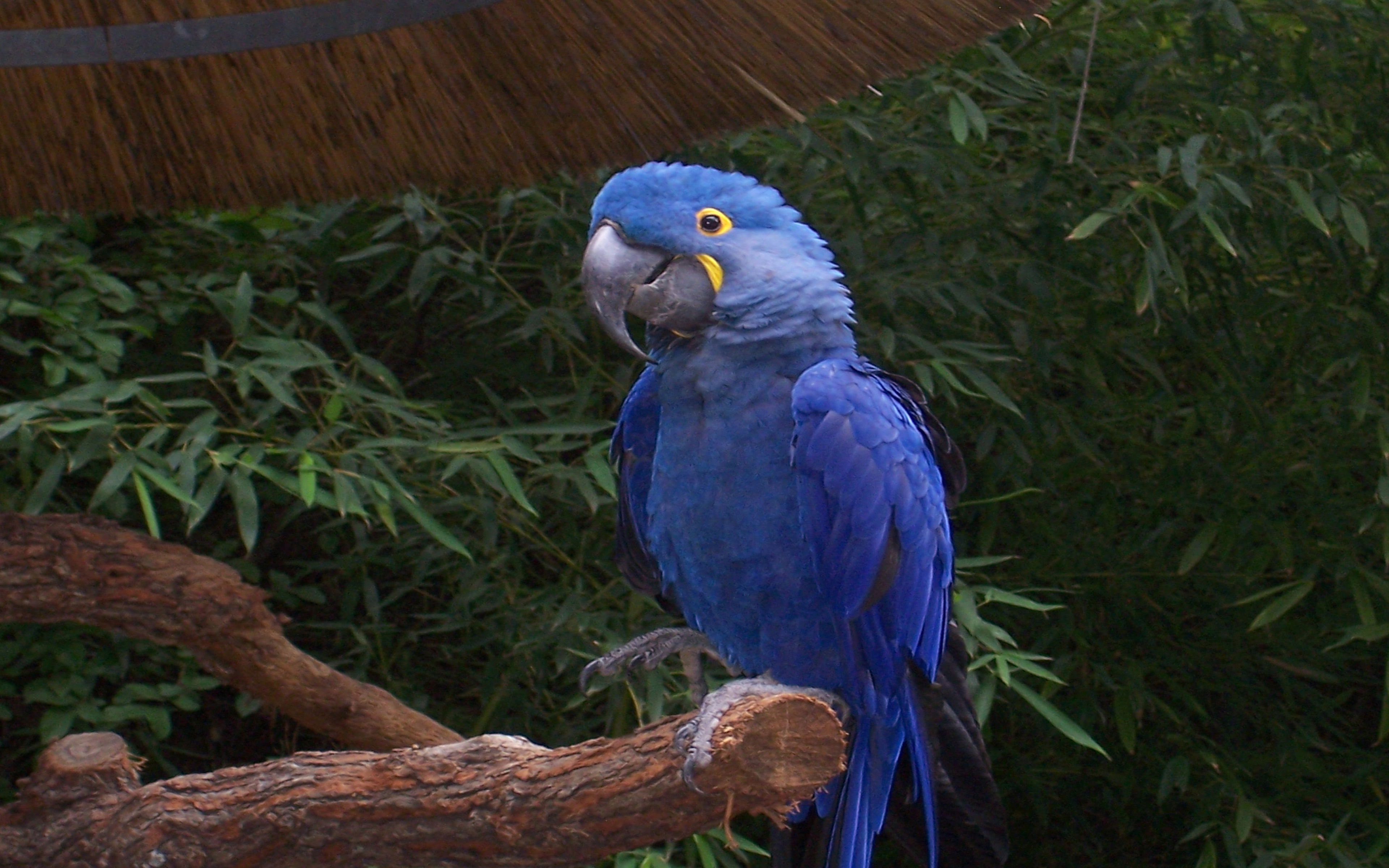 ヒヤシンスマコウインコ, デスクトップ, HD壁紙, 鮮やか