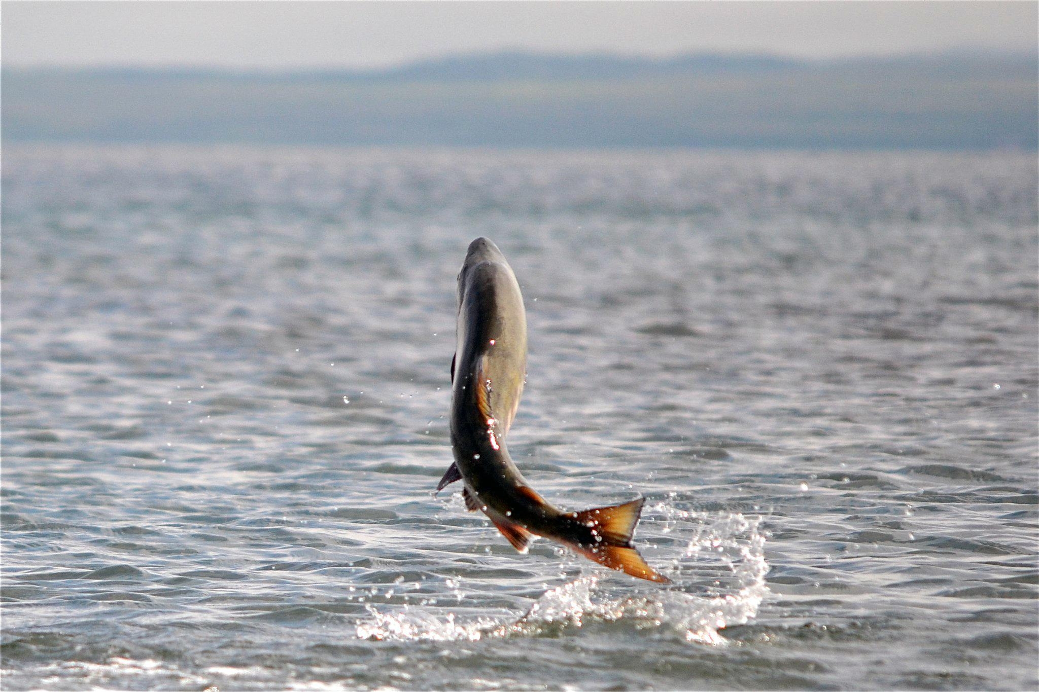 チヌーク, サーモン壁紙, chinook魚