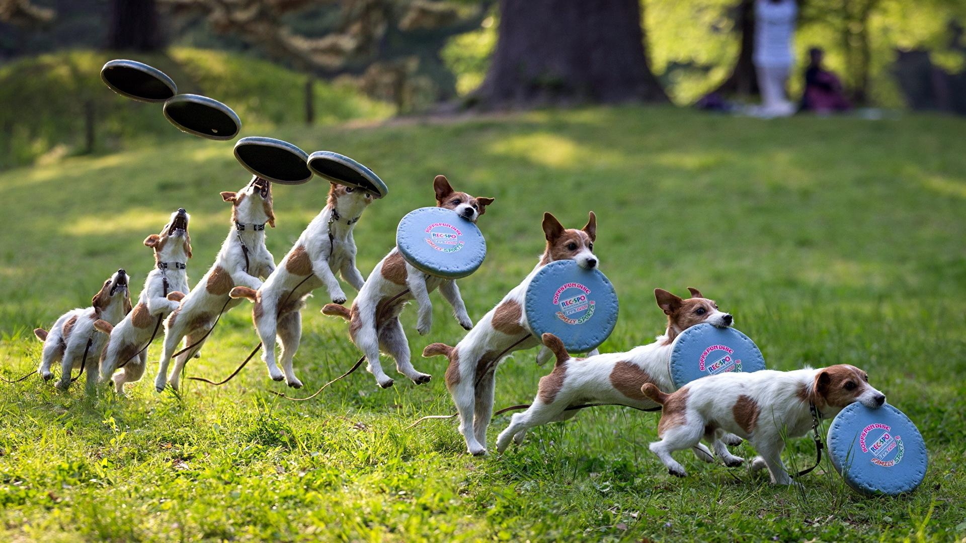 フリスビー, 犬と草原, 動物写真, スポーツ