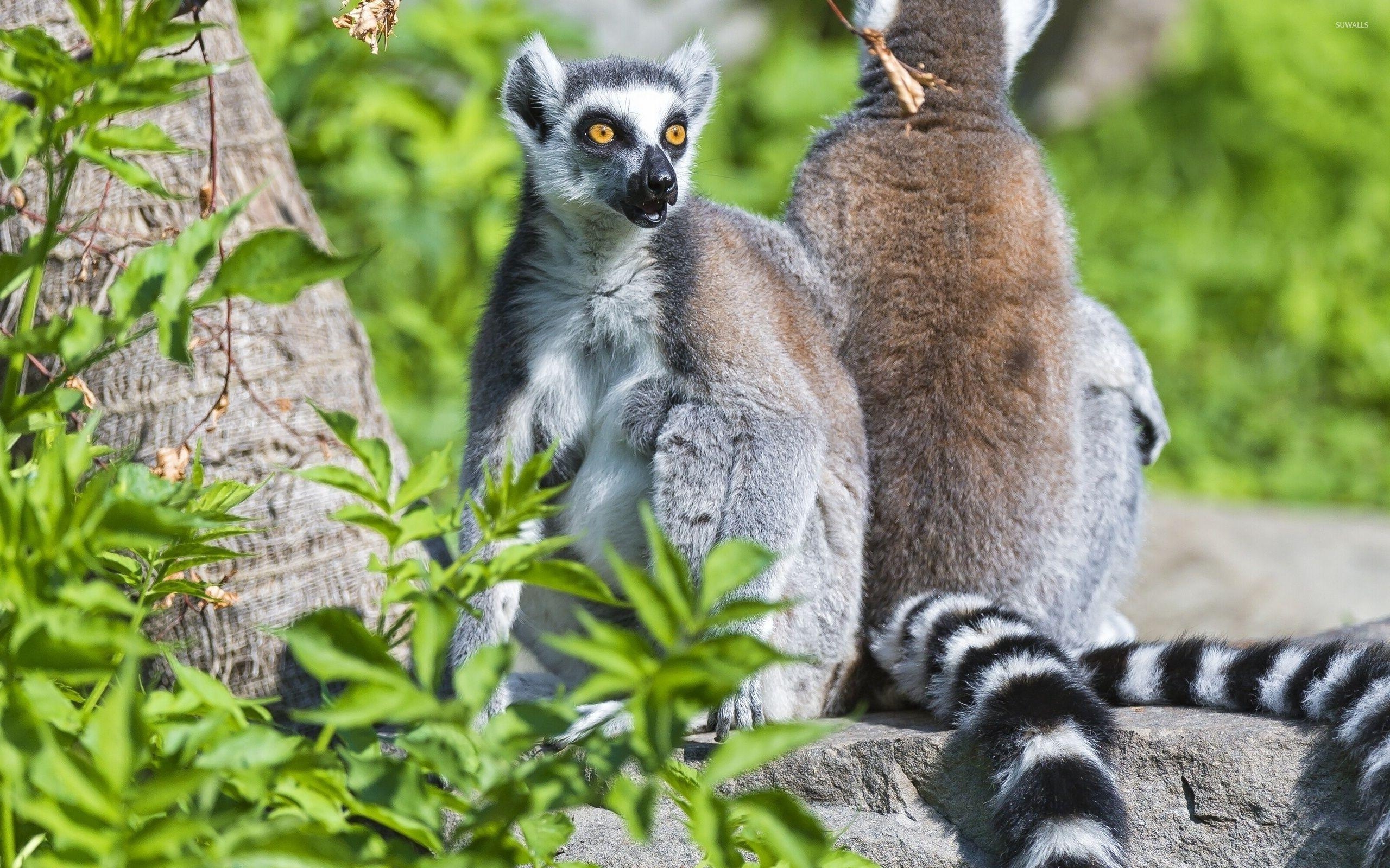 キツネザル、壁紙、動物、背景