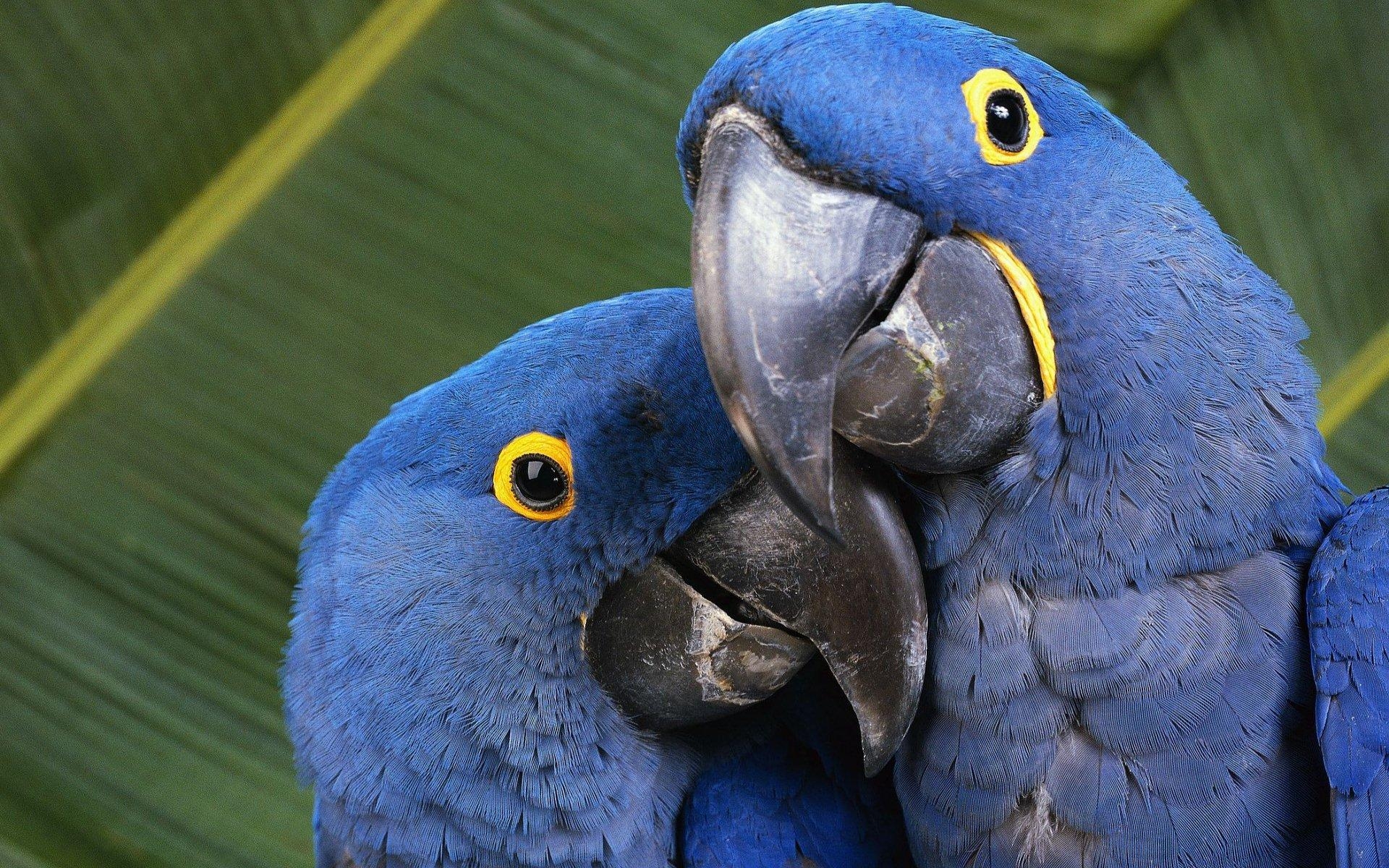 青いコンゴウインコ, HD壁紙, 鳥類, 旅行