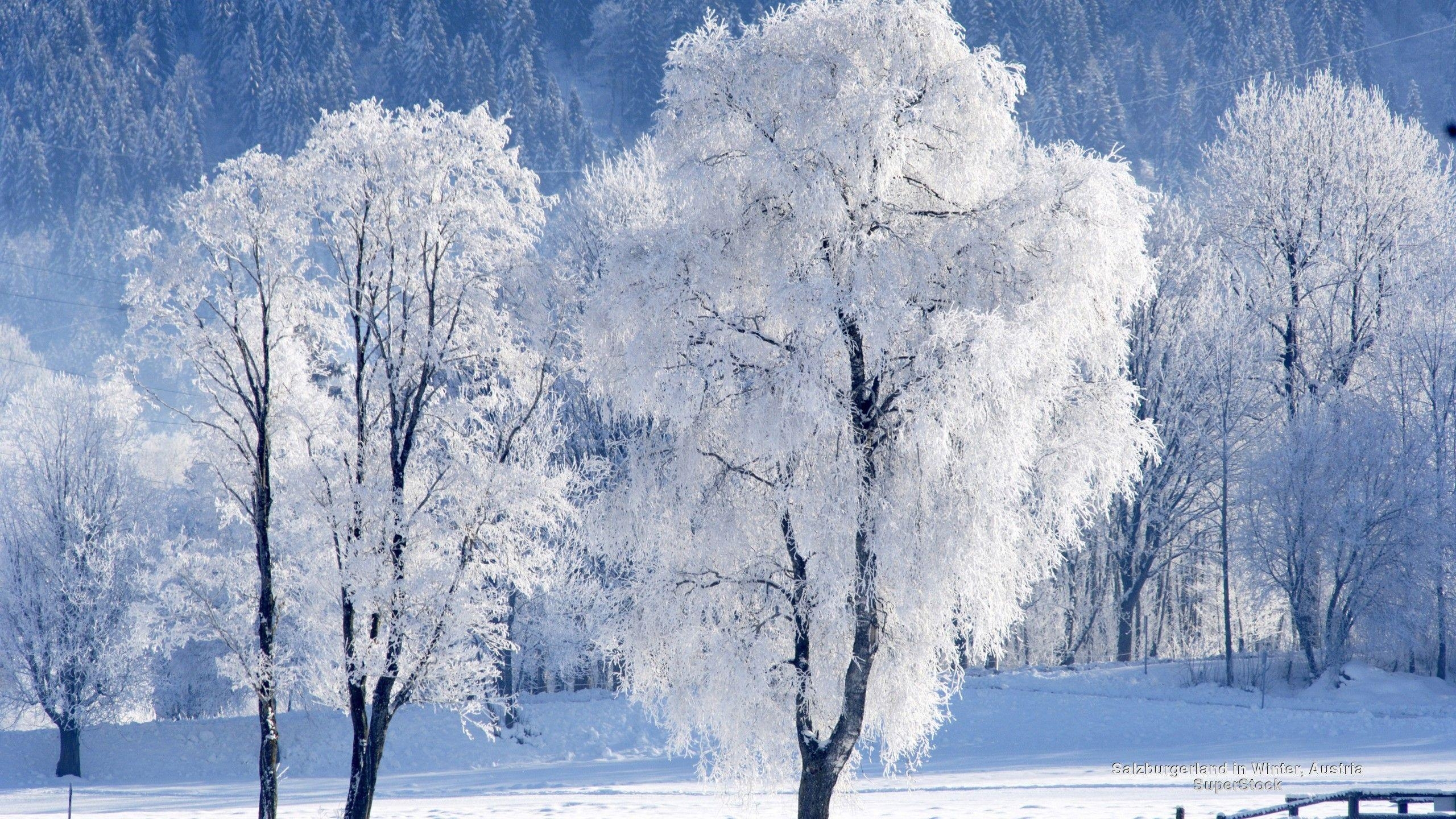 ザルツブルク, 冬, 雪林, オーストリア自然の壁紙