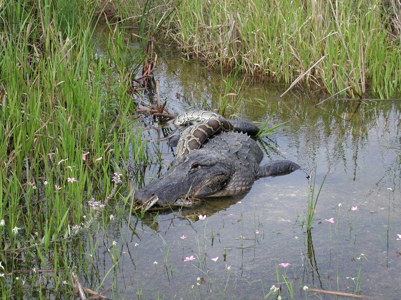 動物、エバーグレーズ国立公園、自然、生態系