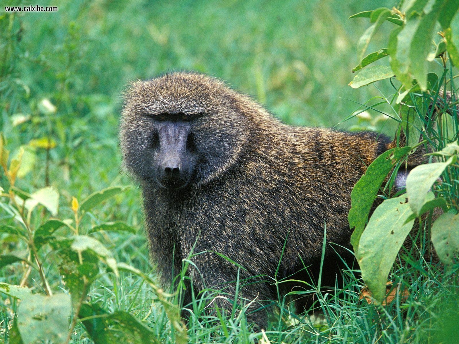 オリーブヒヒ, 動物, ナクル湖, ケニア